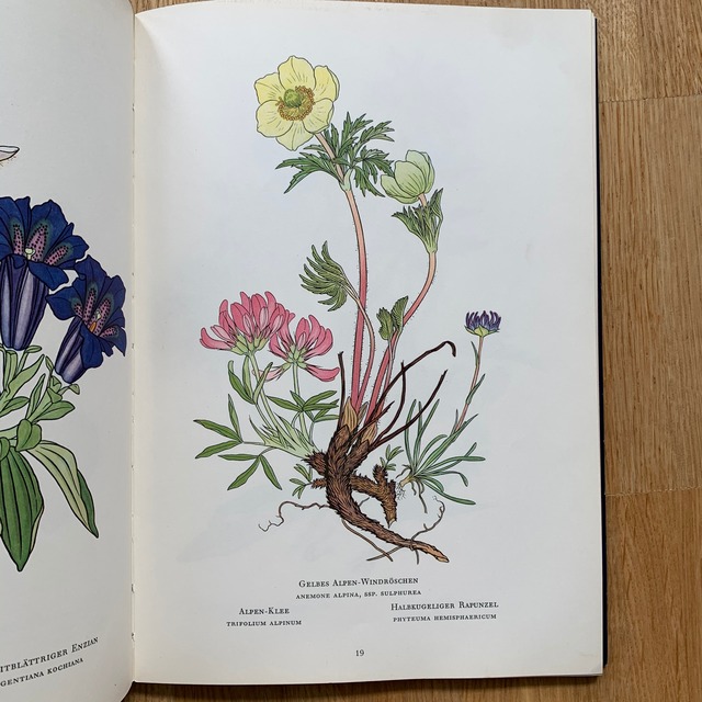 ドイツの高山植物の図鑑 イラスト Alt Und Neu アルトウントノイ