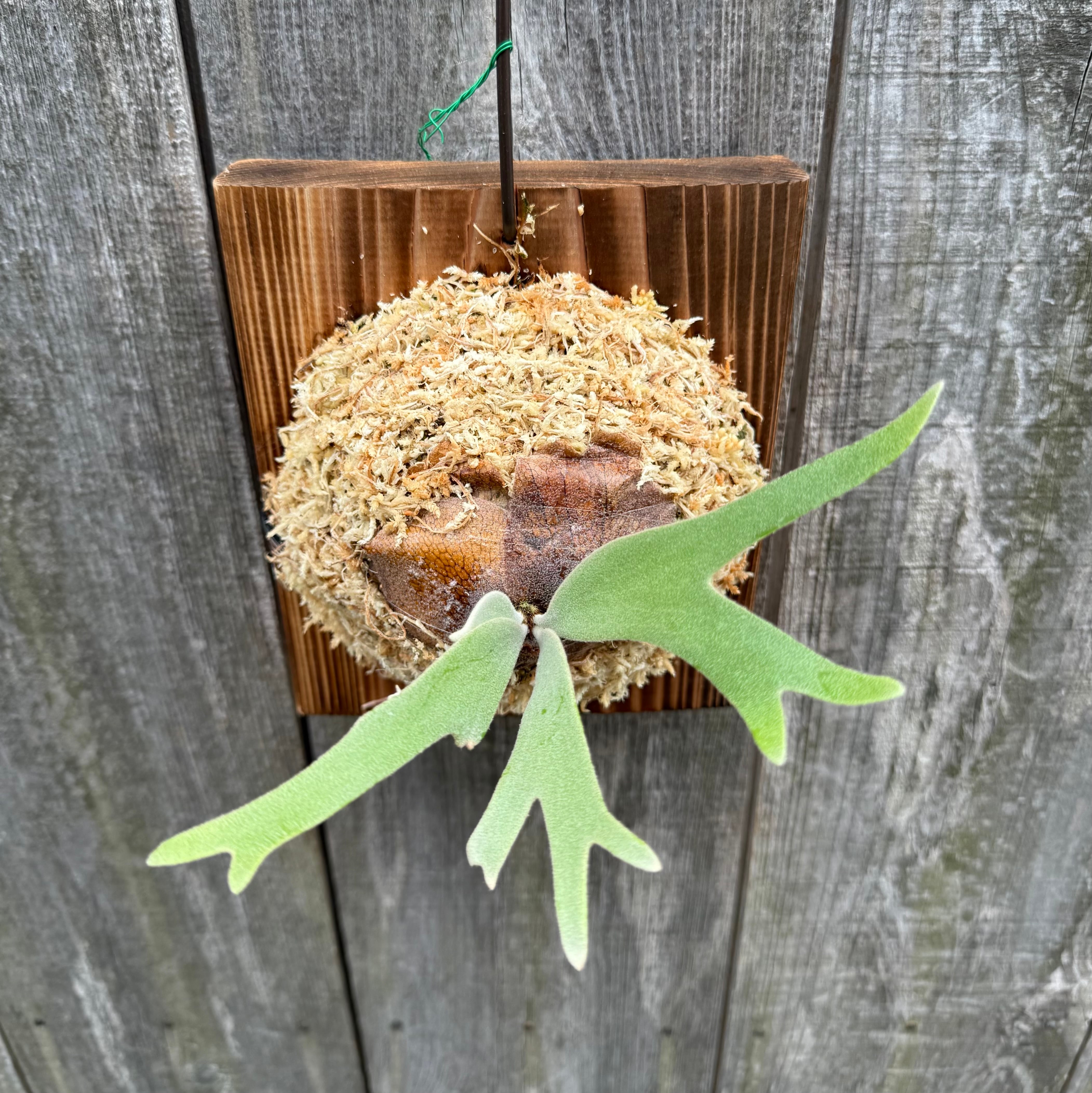 P. willinckii cv. Sombrero (pup) | naturefix