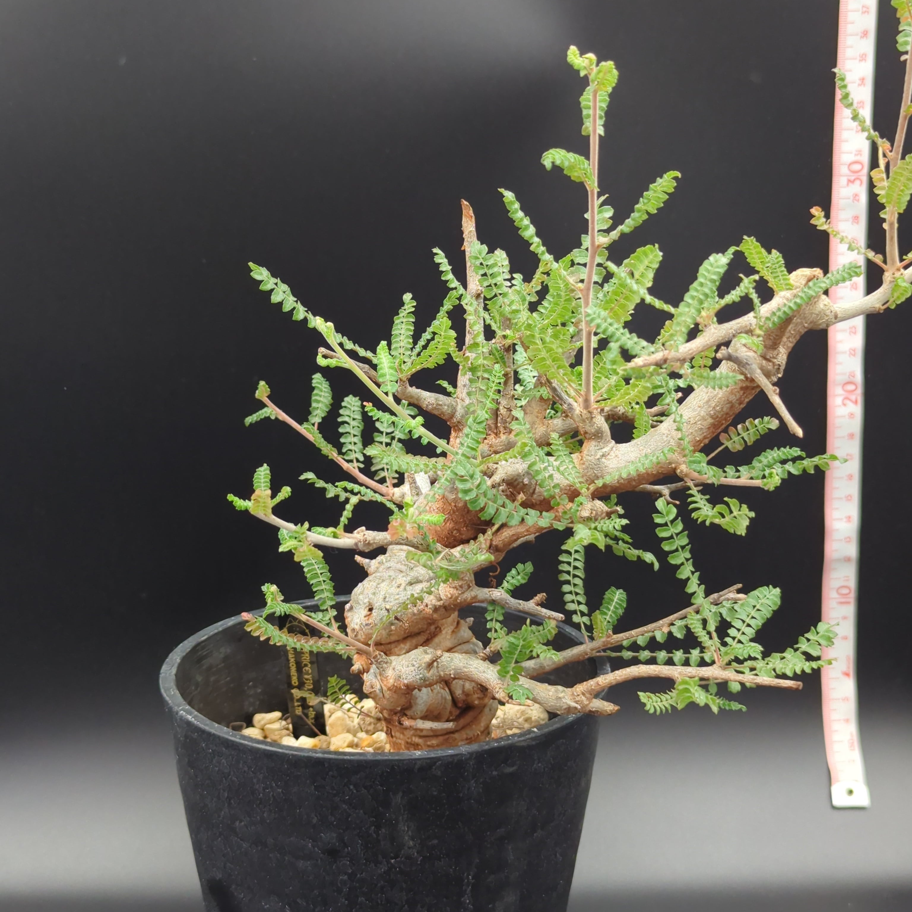 ボスウェリア・ネグレクタ (Boswellia neglecta) 発根済・現地球