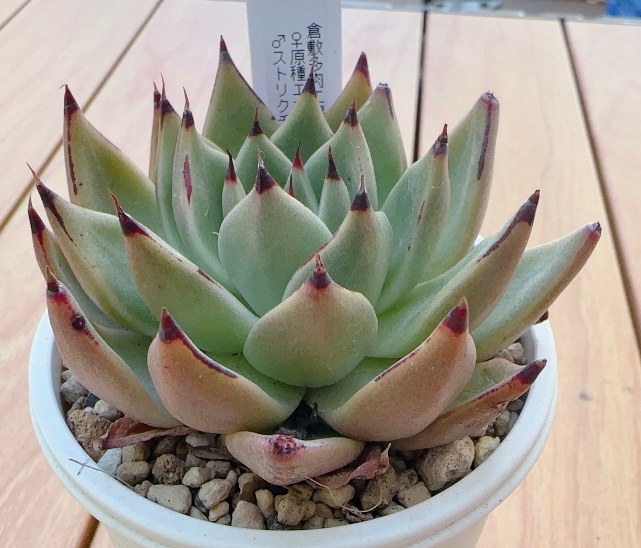 寄せ植え苗ランダム10個セット | 倉敷多肉工房
