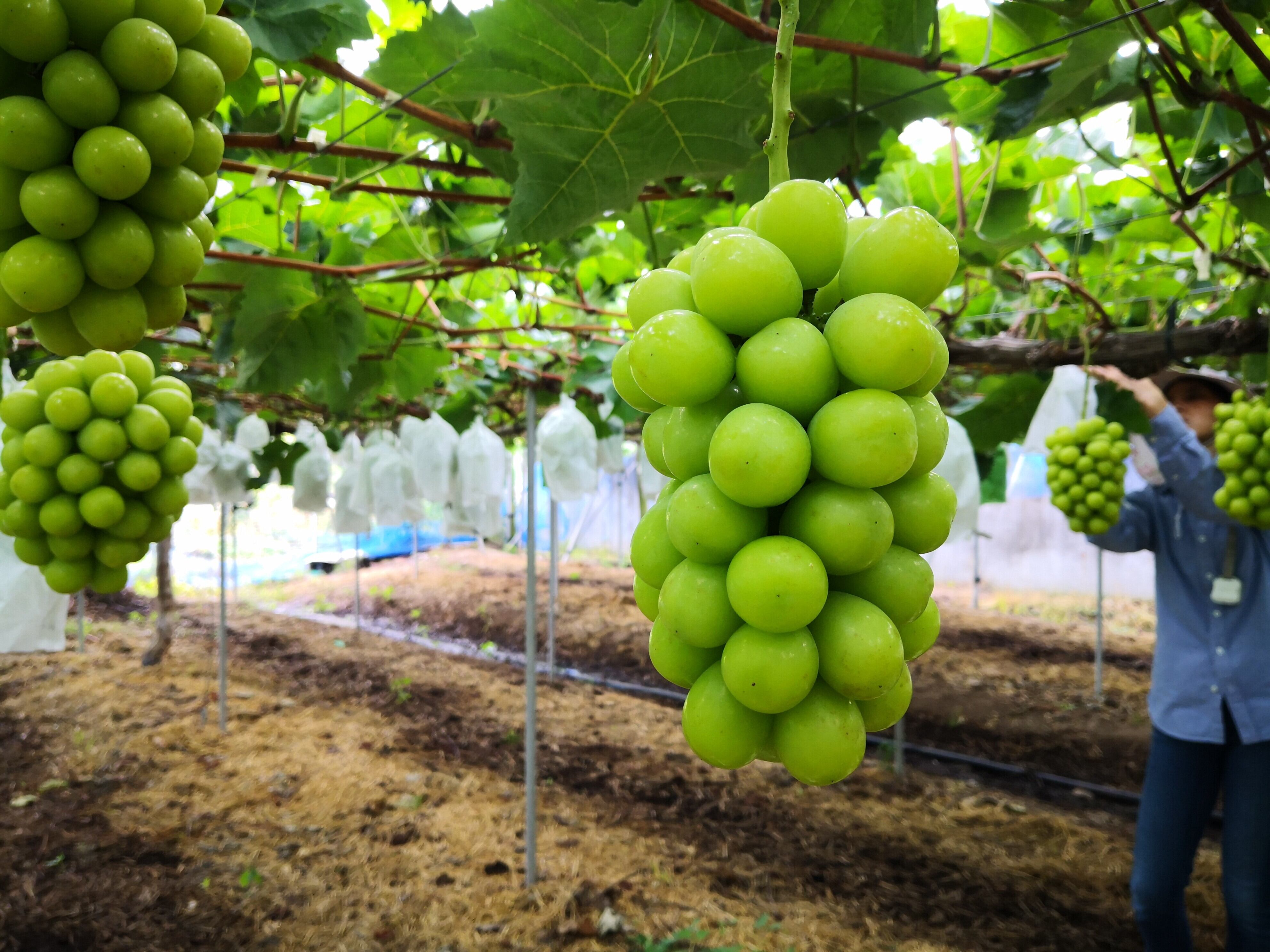 シャインマスカット2房【糖度17度以上】【1房800g以上】予約受付開始