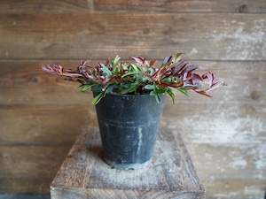 【現物】グレビレア　"ガウディチャウディ"　D