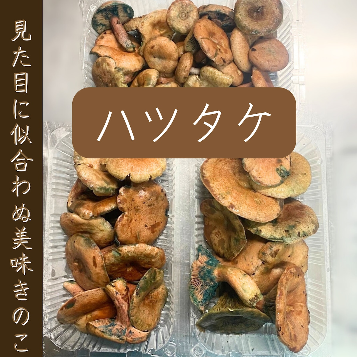 ハツタケ 150g×3パック | 原生林の熊