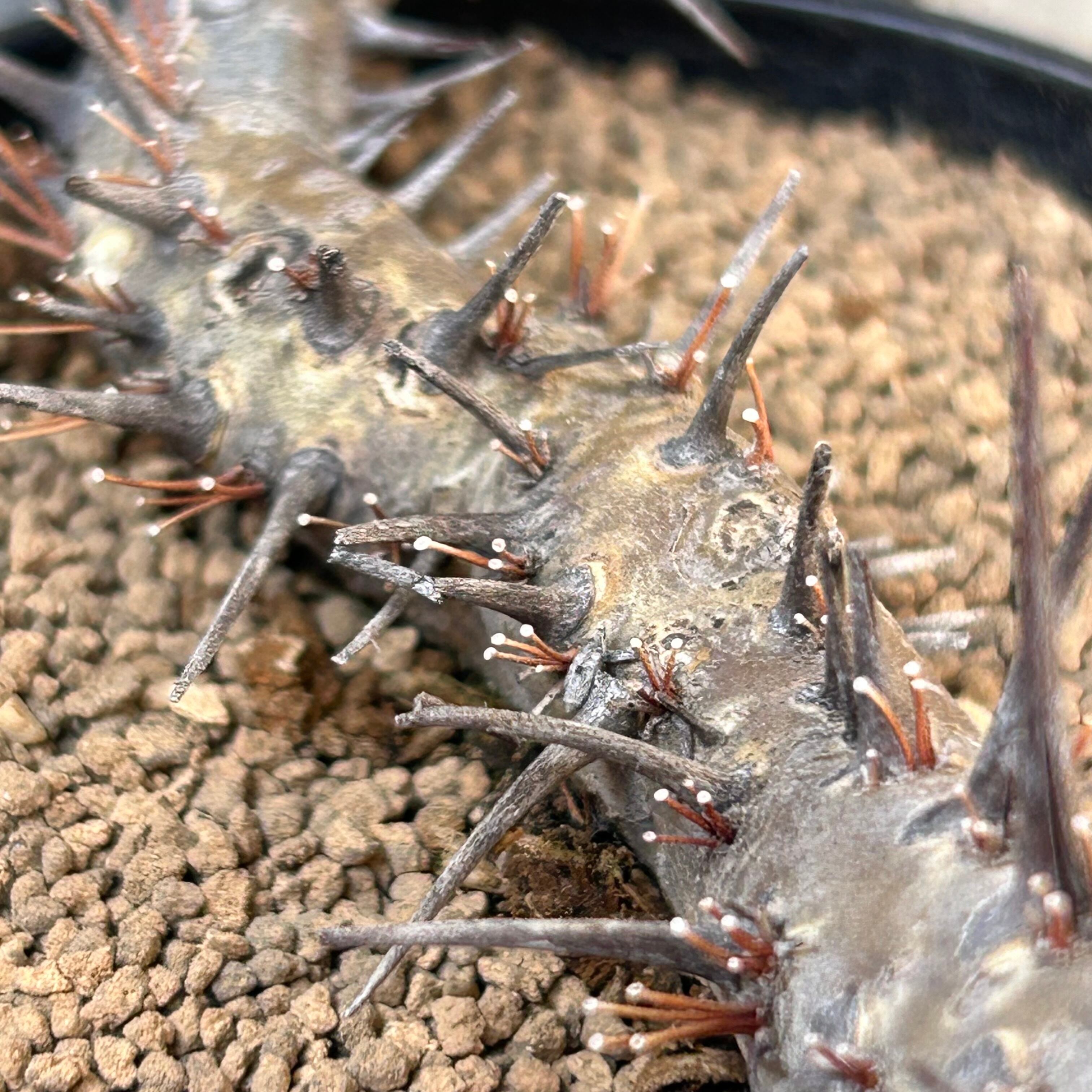 ヘレー モンソニア(激レア！！ | RuPo 多肉植物専門店