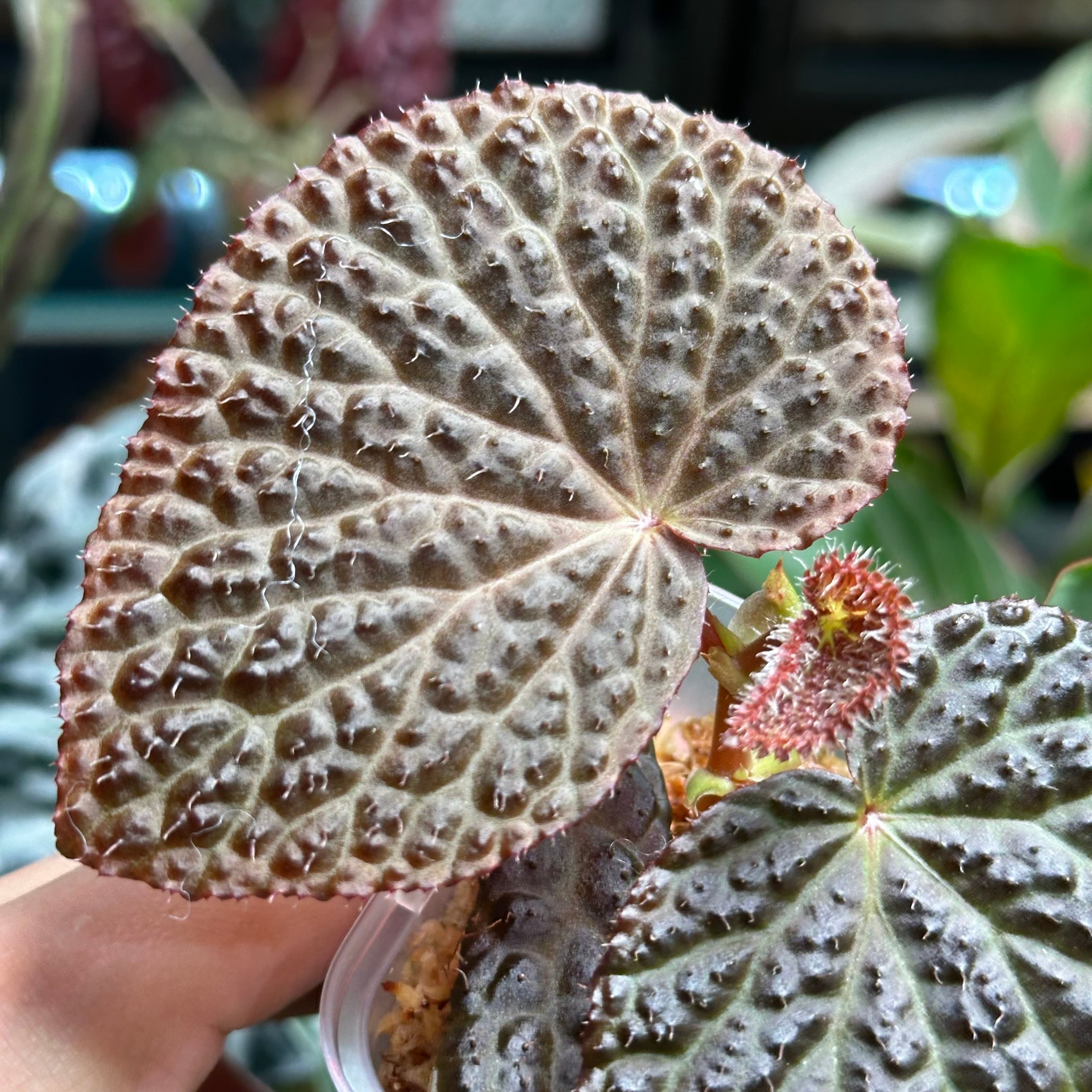 ベゴニア 出雲の煌星 斑入り -Begonia Izumo no Kiraboshi variegated