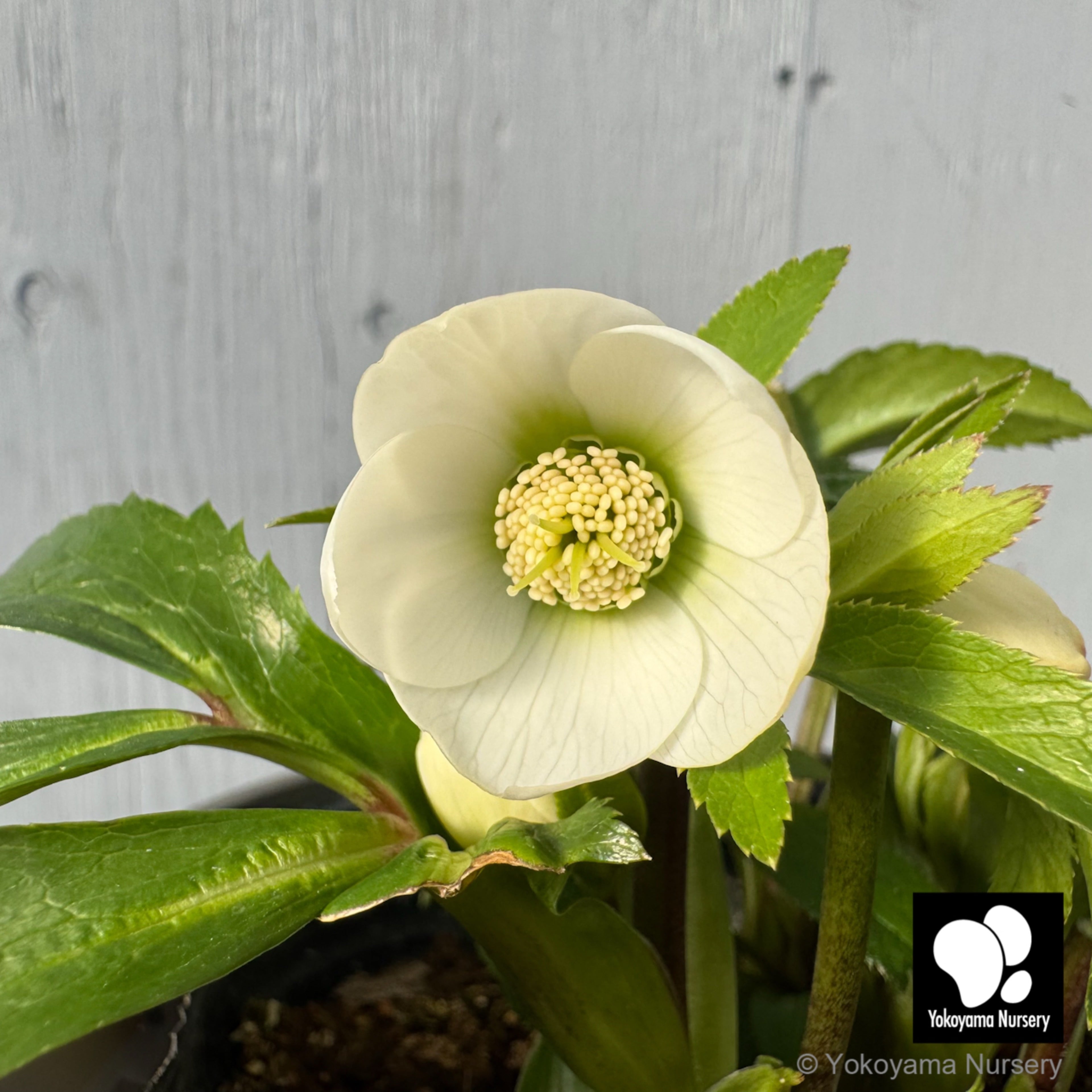 クリスマスローズ | 横山園芸 Yokoyama Nursery｜公式オンライン