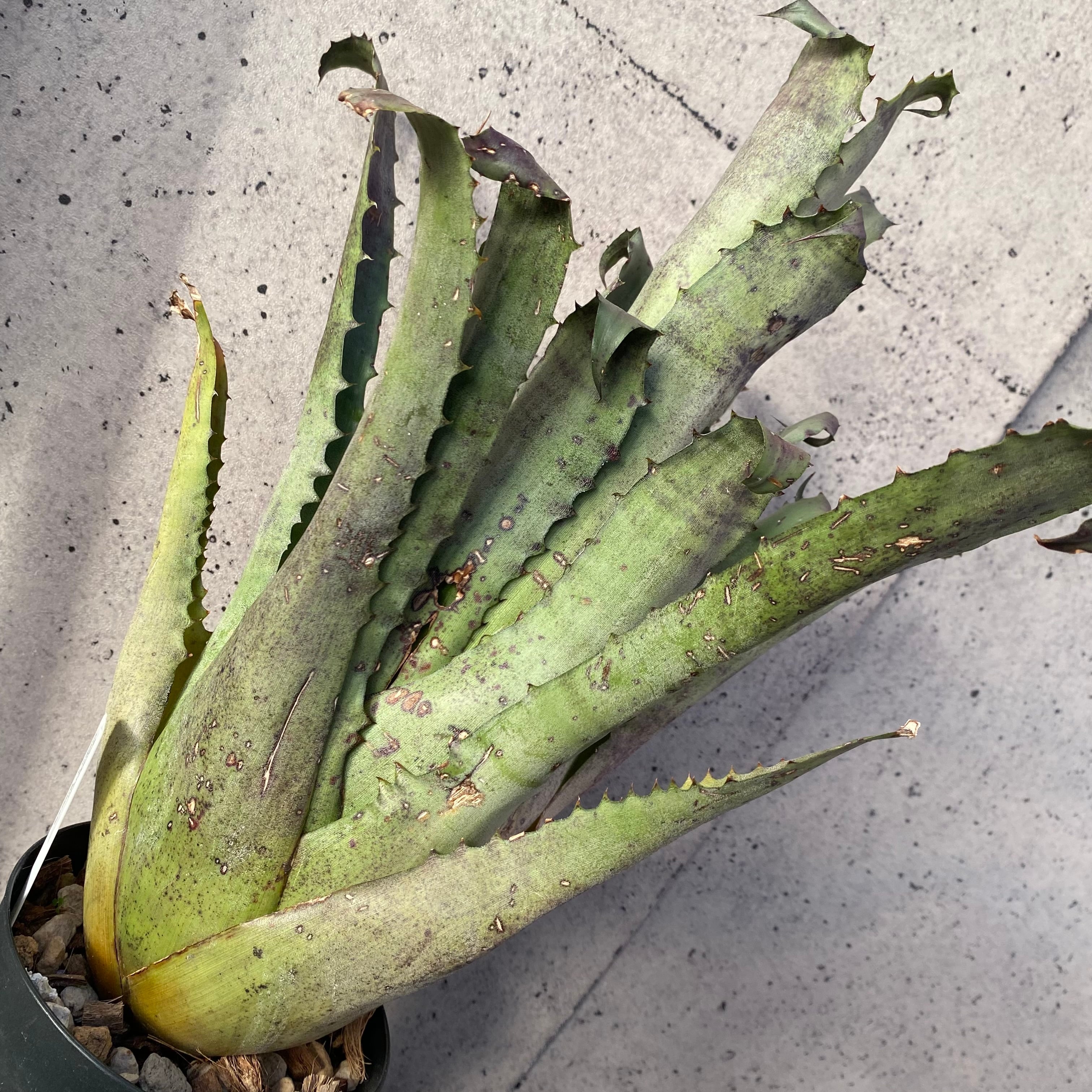 タンクブロメリア | Planet Plants プラネットプランツ