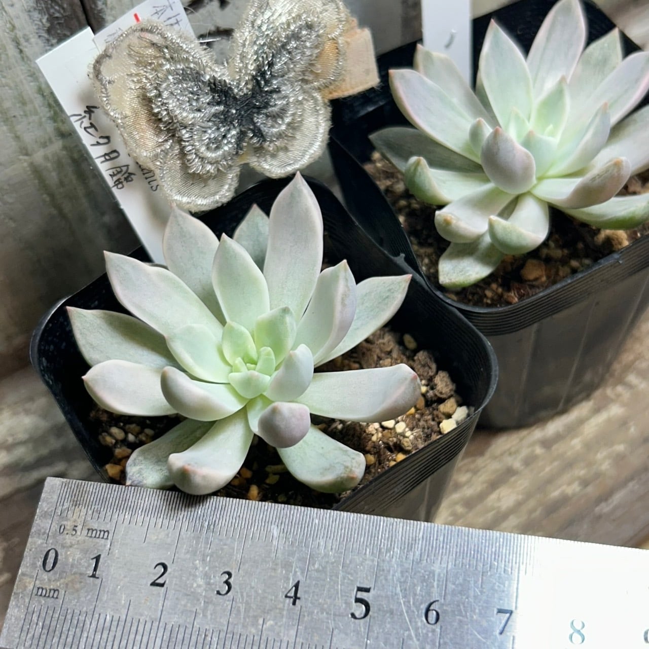 紅夕月錦 | RuPo 多肉植物専門店