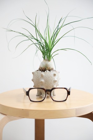 【M】トックリラン/Ponytail palm