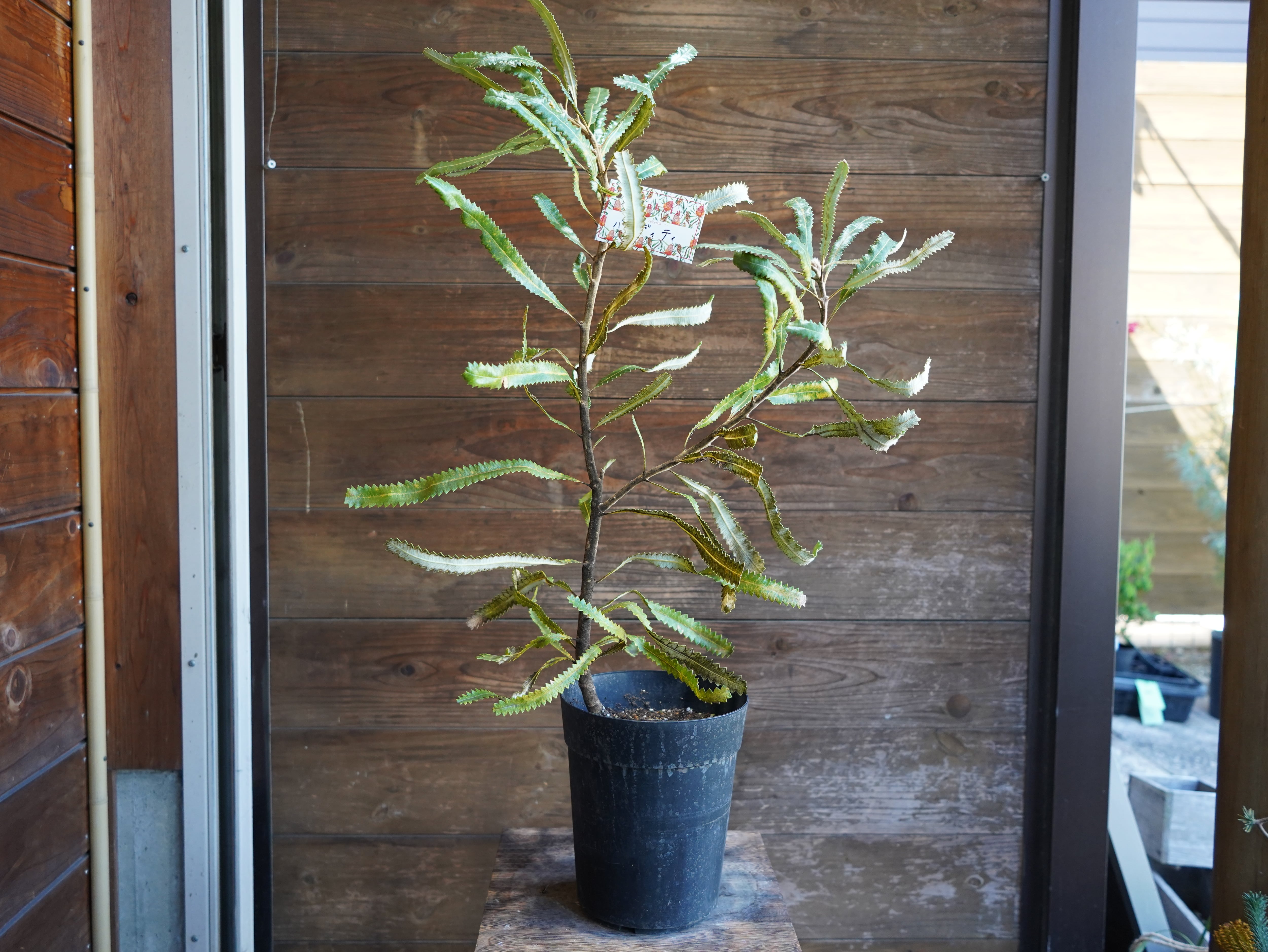 【現物】バンクシア　”バーデッティ”　A