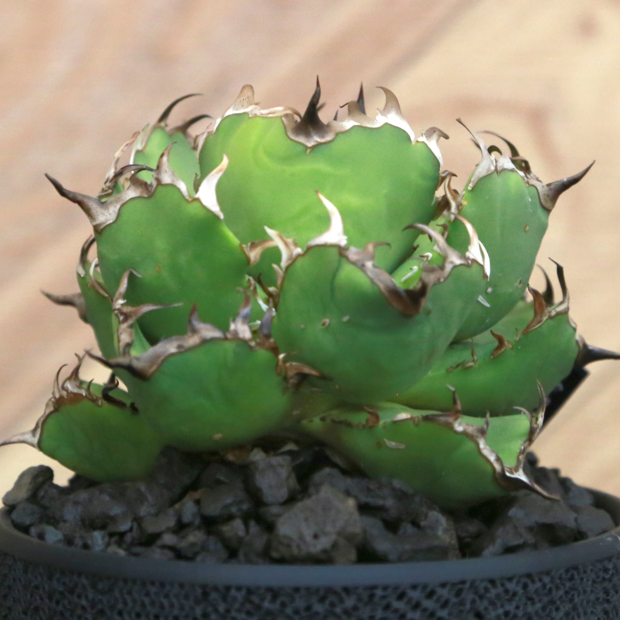 Agave Titanota 緑幽霊 (Green Ghost) アガベ チタノタ / 中株(4号鉢