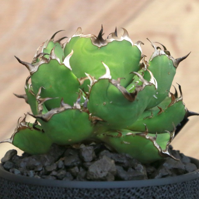 Agave Titanota 黒鯨 (Black Whale) アガベ チタノタ / 中株(3.5号鉢)/Lot.002