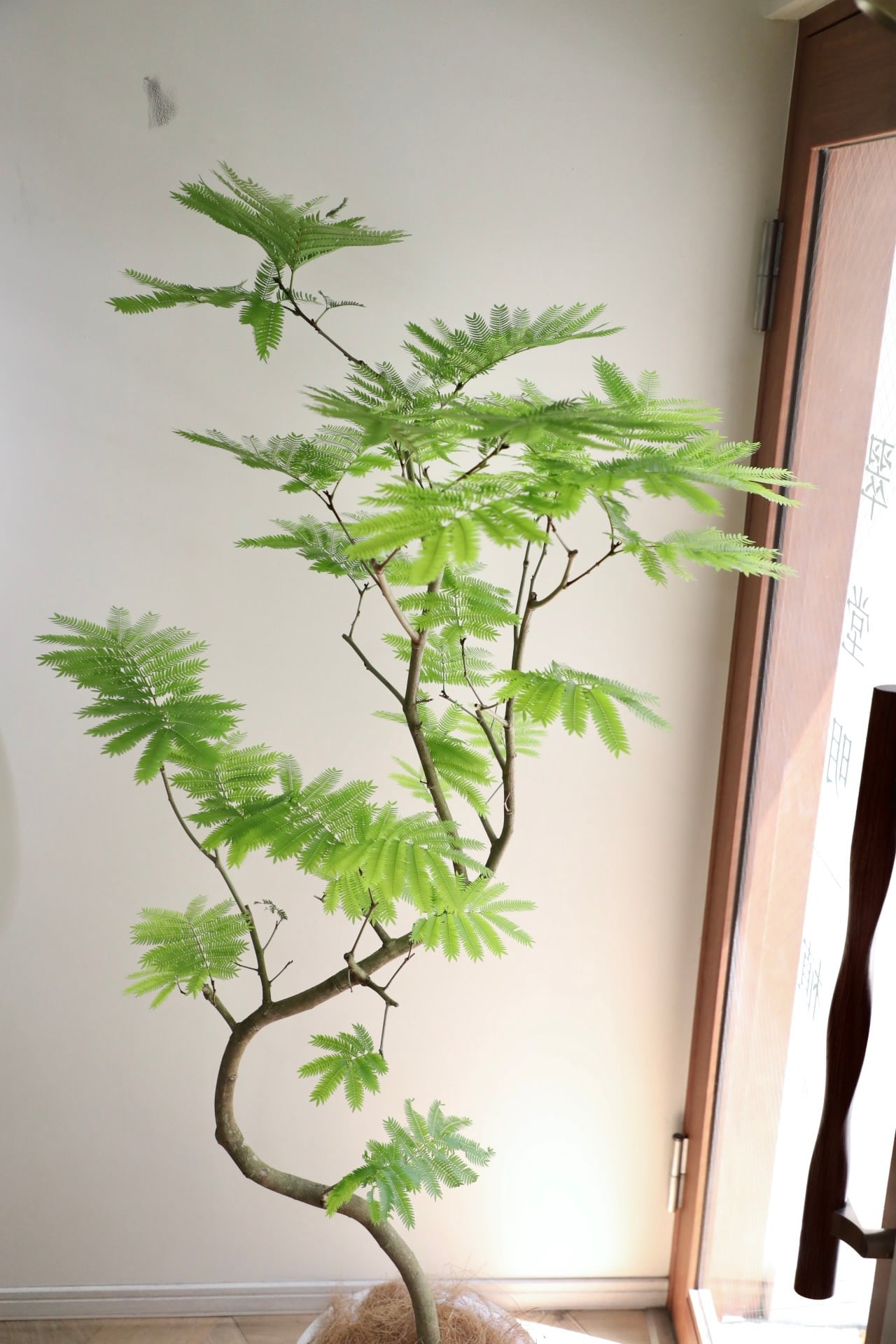 L/173cm】エバーフレッシュ /Pithecellobium confertum ever fresh