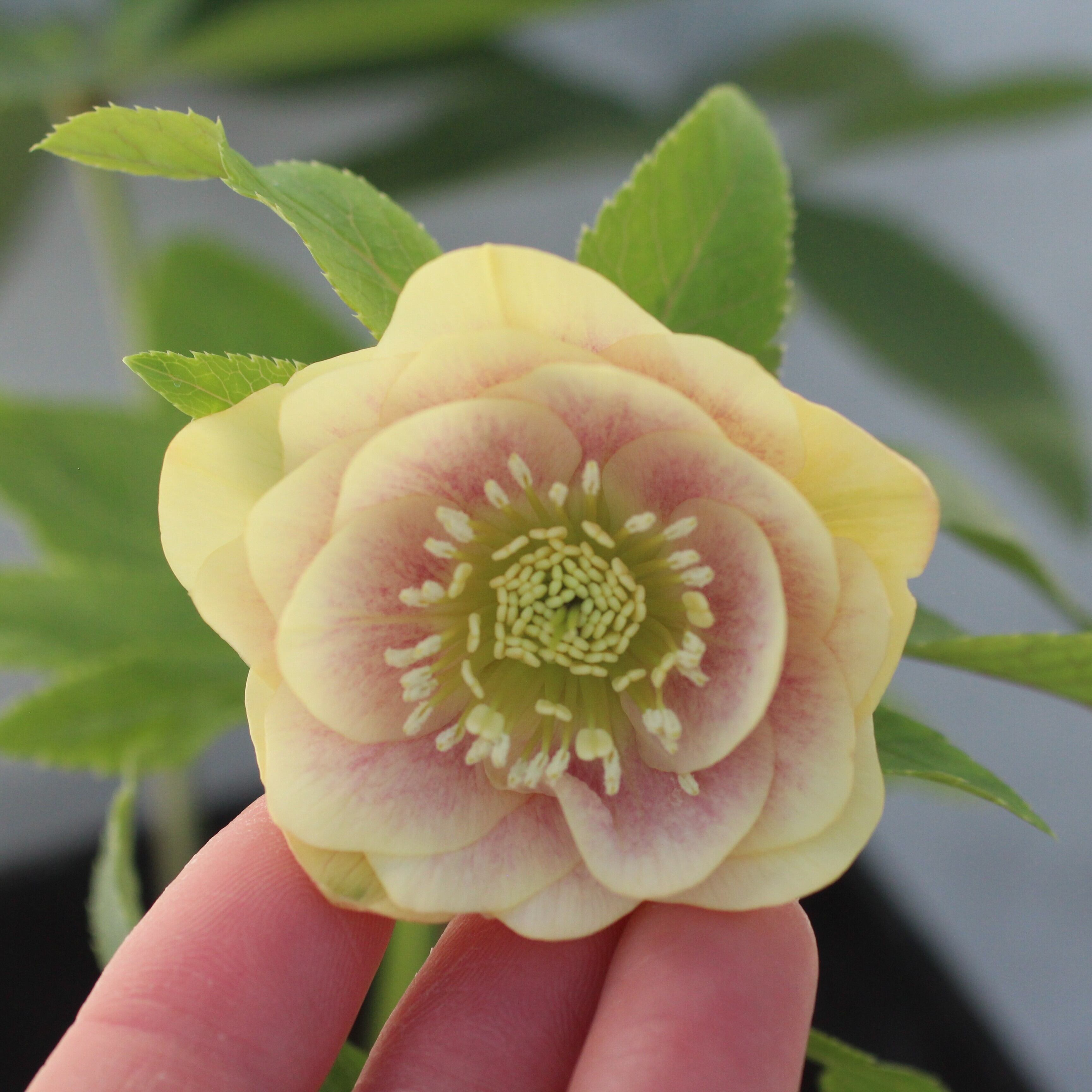 楽天市場】クリスマスローズ ウィンターシンフォニーの通販 クリスマス