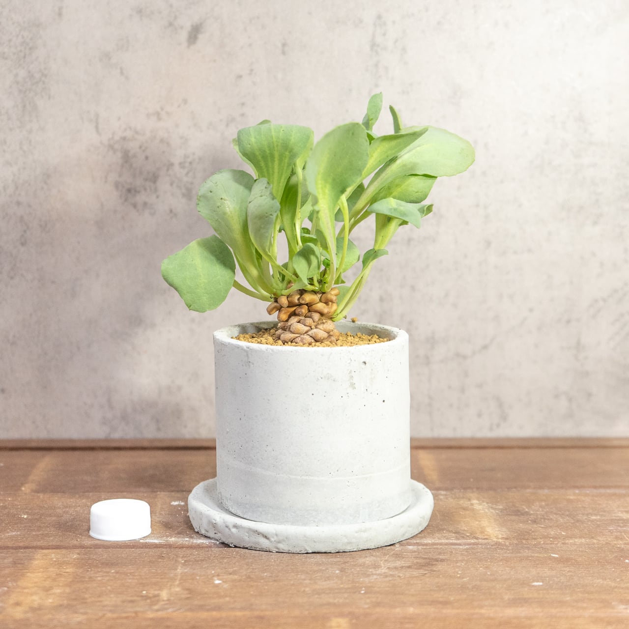 手づくりモルタル鉢が引き立てるオトンナ・ヘレー。無機質な質感と有機的な造形美が融合した、モダンな佇まいの一点物セット|虫発生抑制