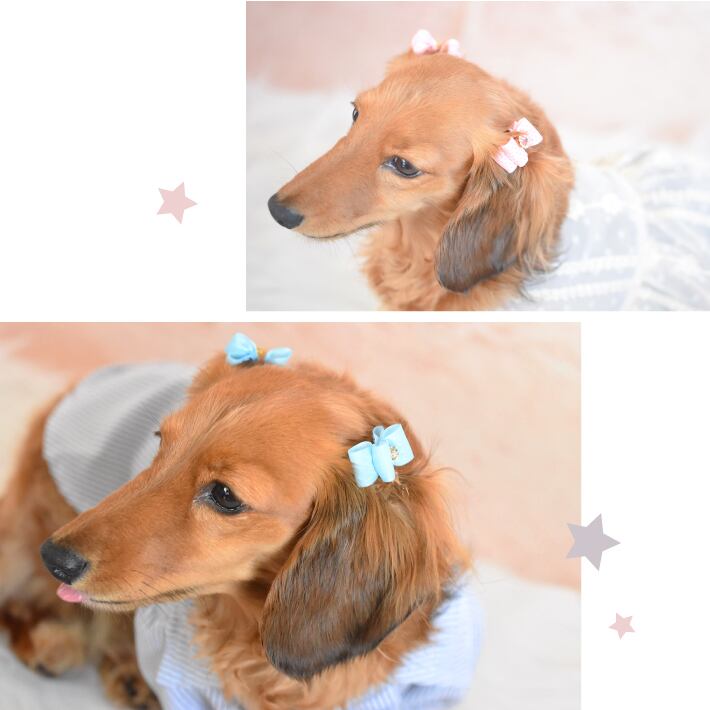 犬 ヘアアクセサリー リボン ヘアゴム 8点セット 髪飾り E キュート Hapi Co