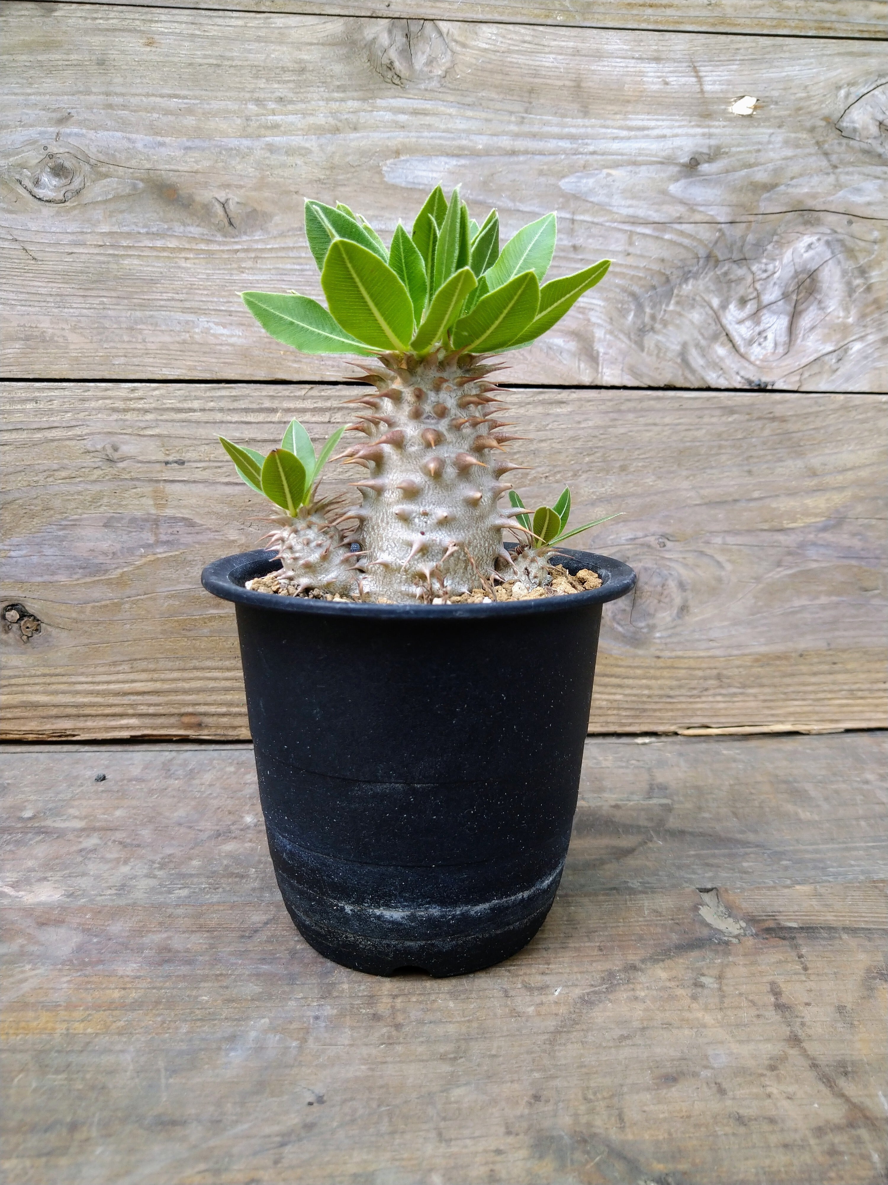 パキポディウム　ホロンベンセ（鉢付き可） 0cefb69edb0fb0046ae0b7ce6c8665