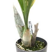 カタセタム　ピレアタム　アルバム【21】