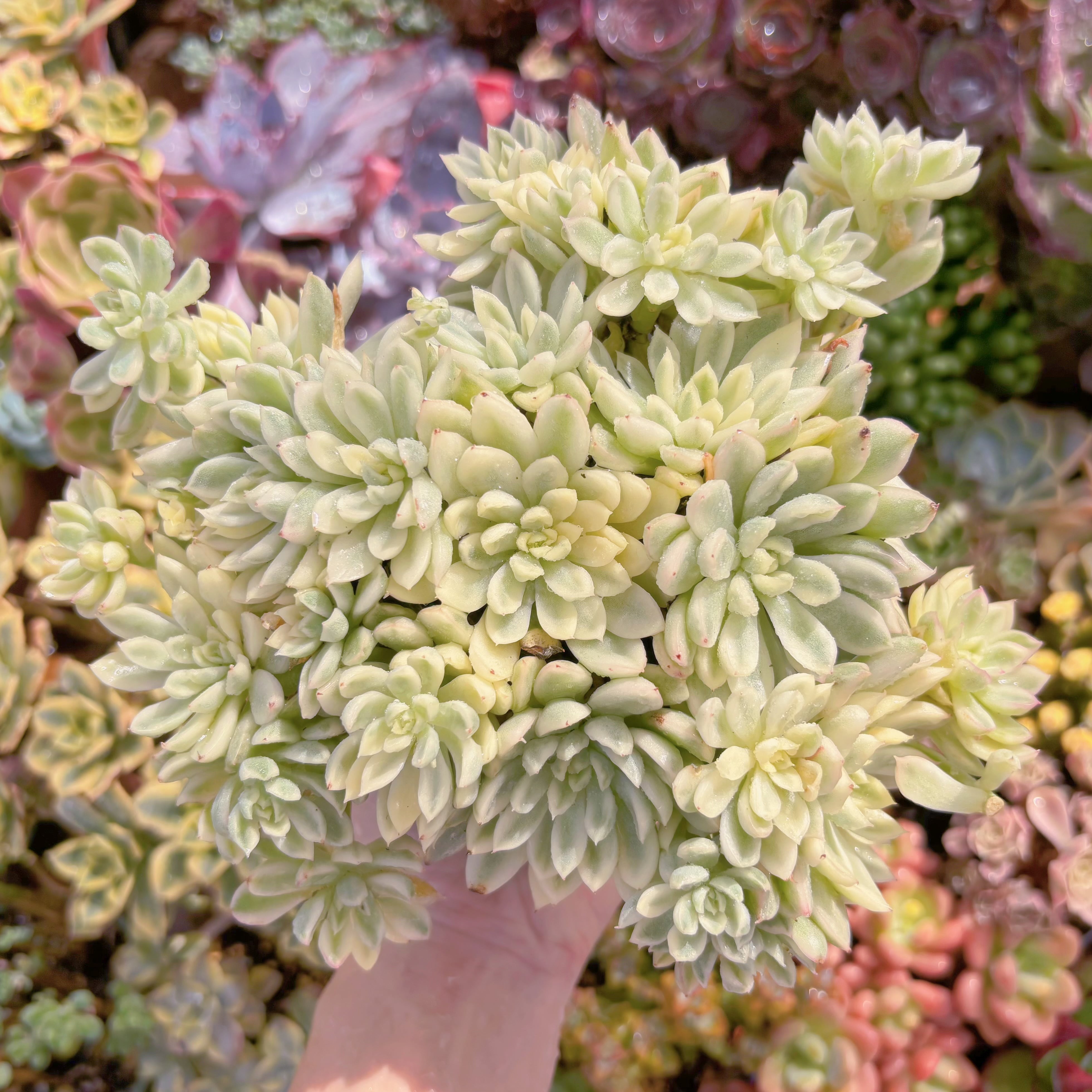 現品　女雛錦#748　特大群生　るる農園