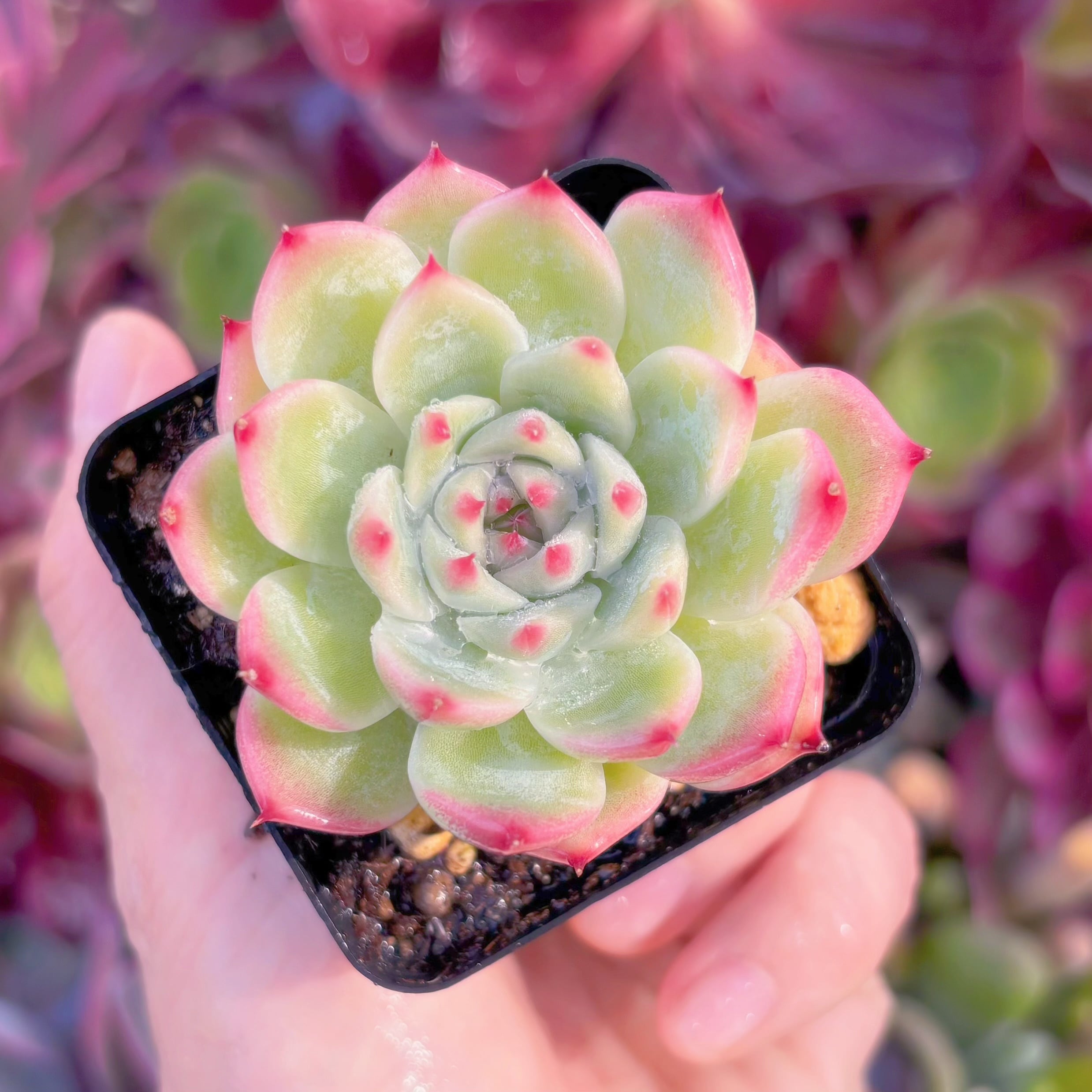 現品　チワワエンシス#C21　るる農園