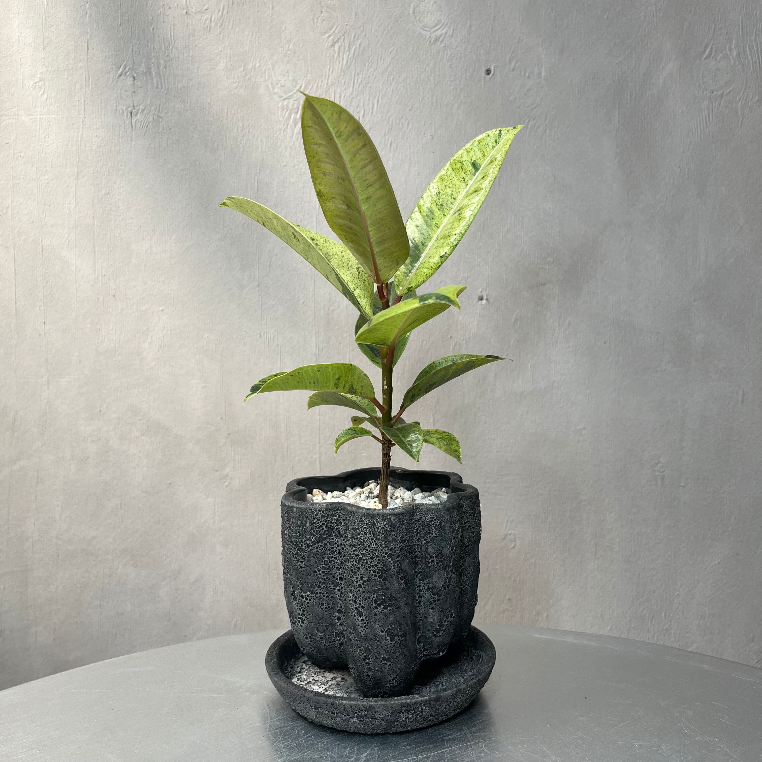 フィカス ジン 観葉植物 陶器鉢 植え込み