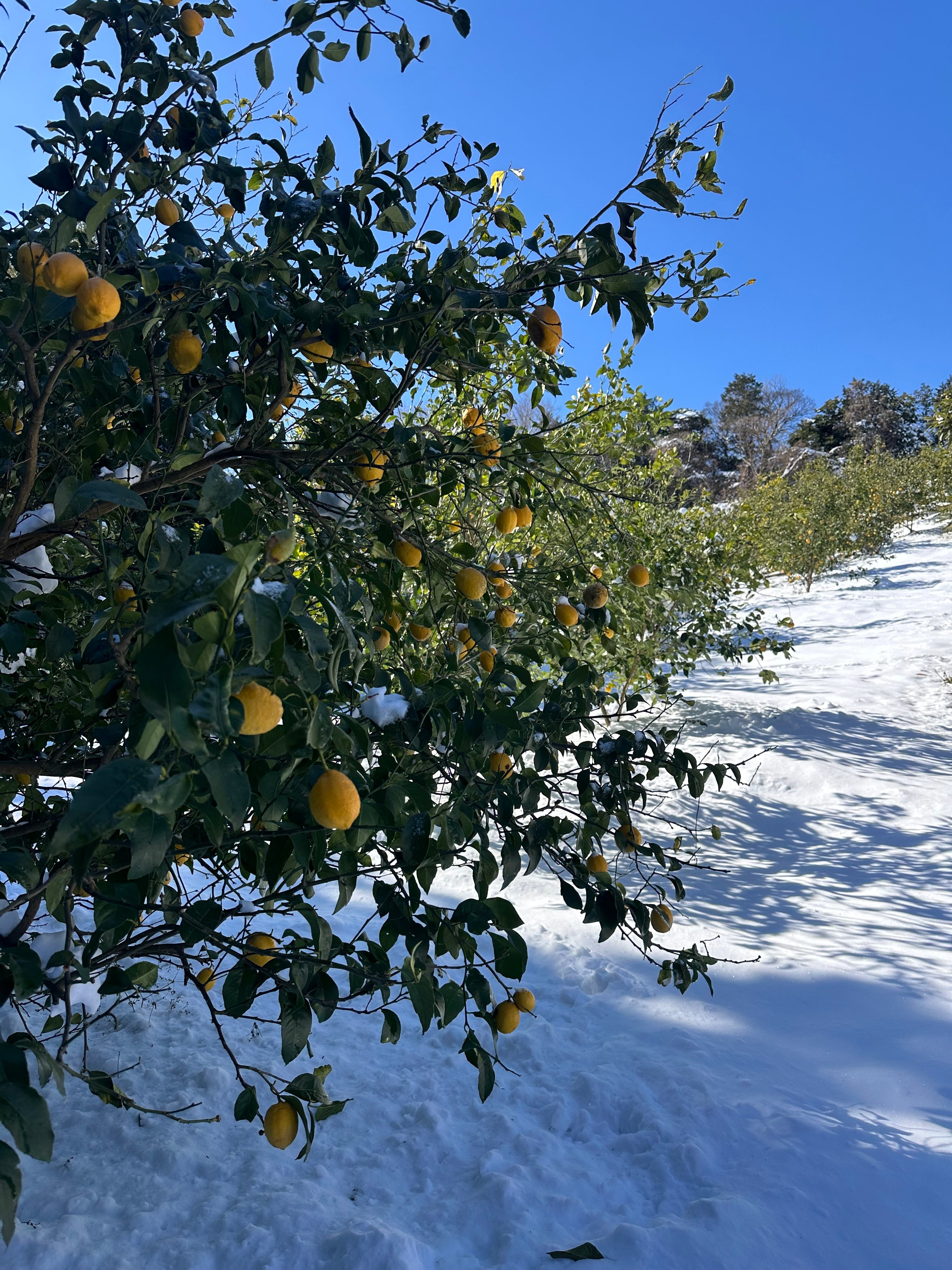 大雪被害※ はれやかレモン(規格外)3kg+みかんA品2kg | はれやか農園
