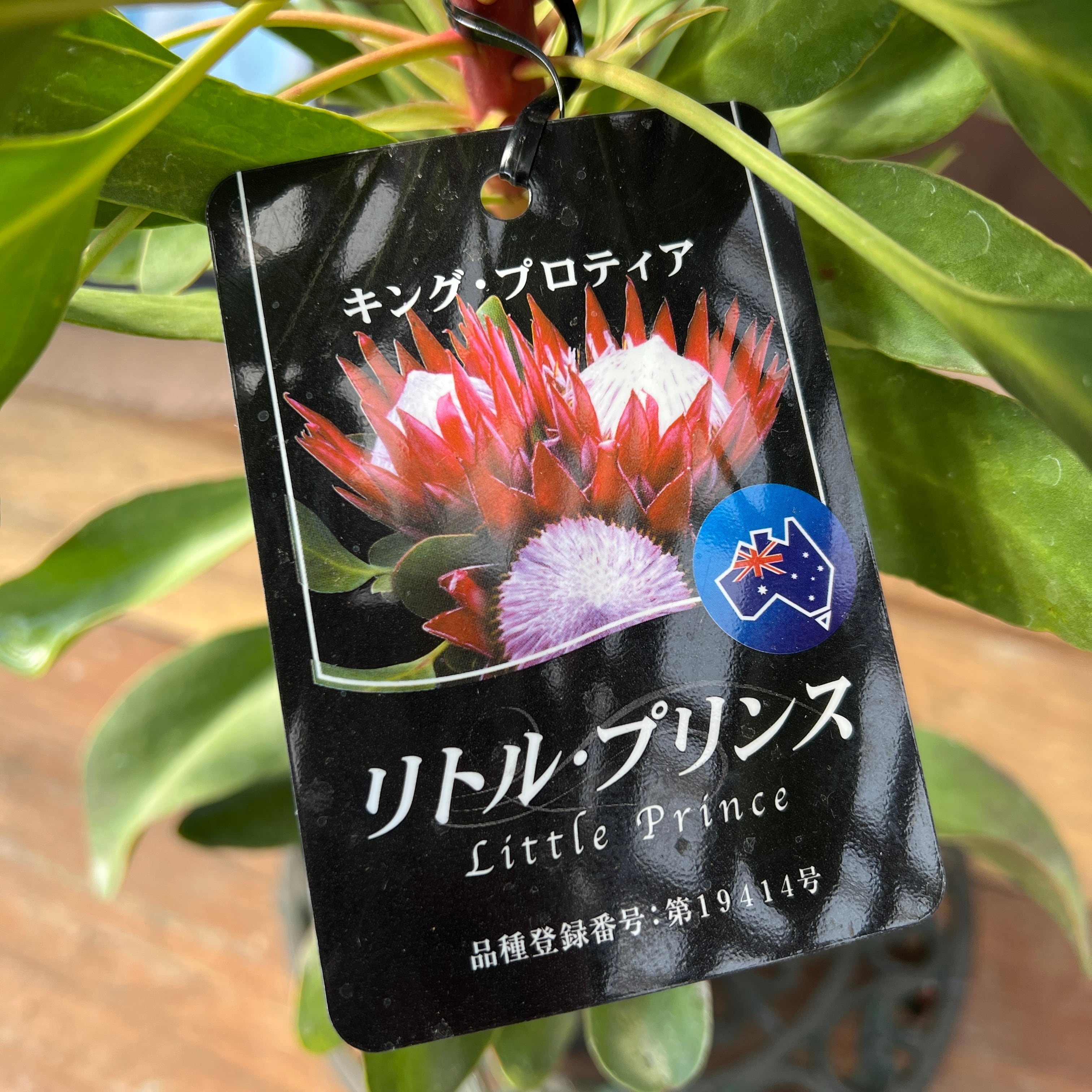 プロテアリトルプリンス キングプロテア リトルプリンス① | 沼ノ上農園