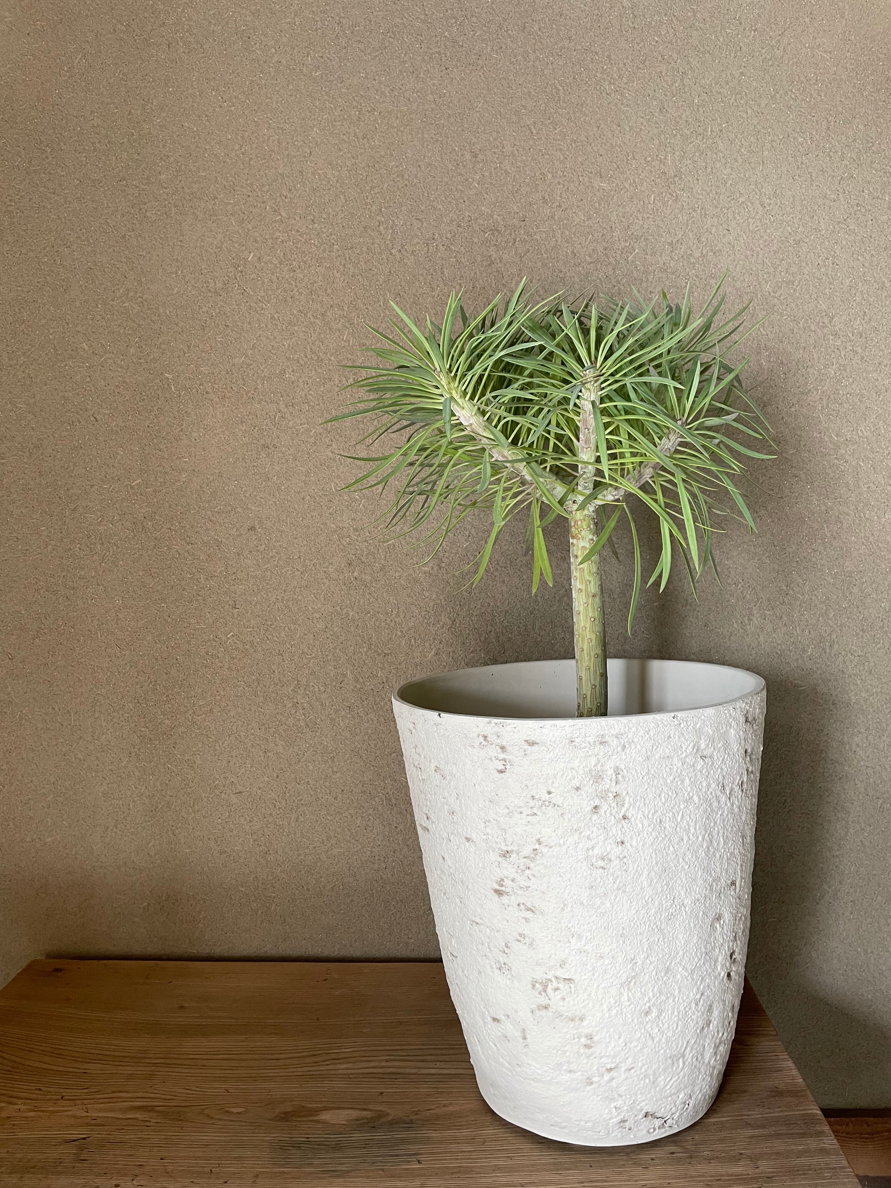 おトク Clay ガラスシリンダーセット ゴールド アイアンおしゃれ花瓶 Louver 花瓶 Aiwr Org おトク Clay ガラスシリンダーセット ゴールド アイアンおしゃれ花瓶 Louver 花瓶 Aiwr Org