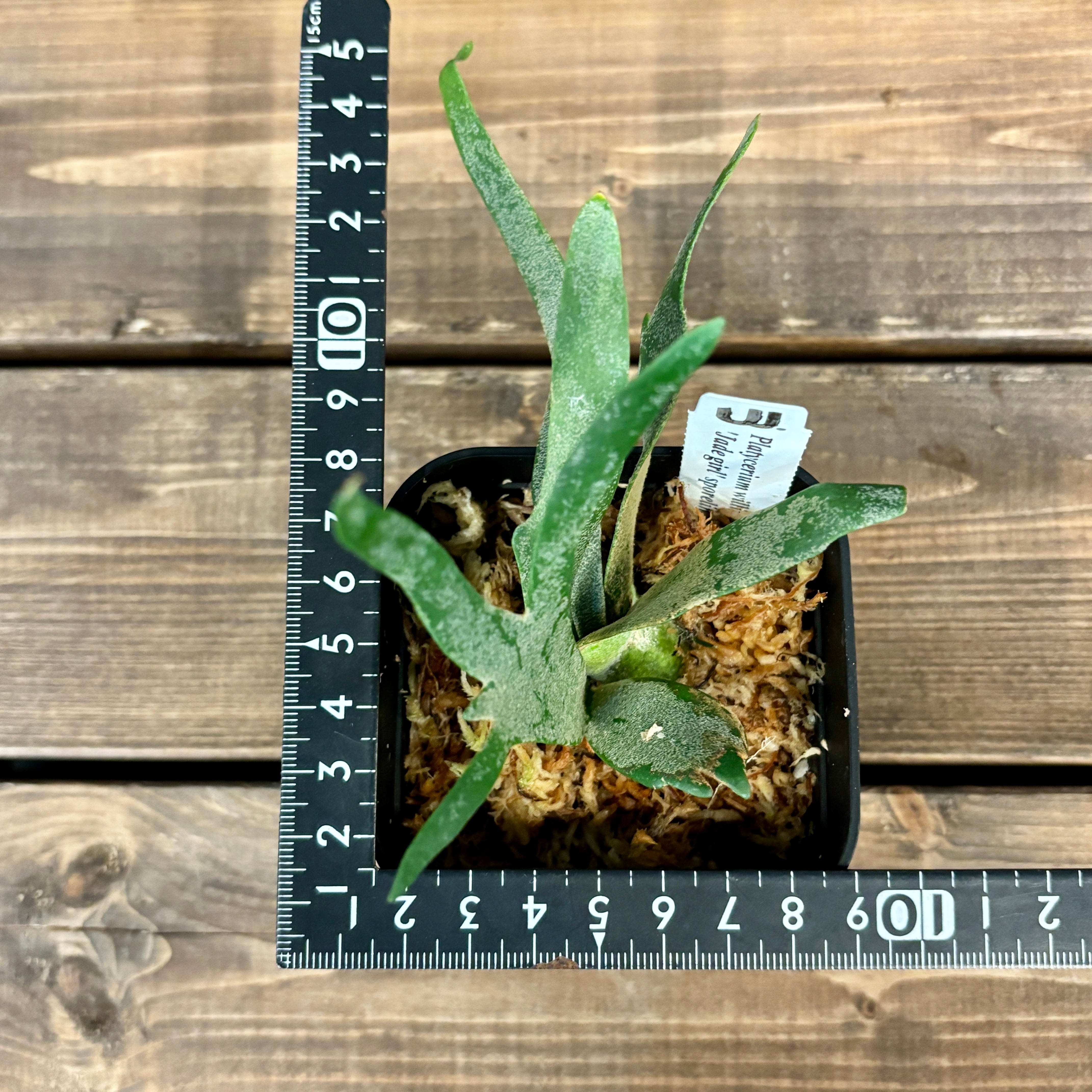 jade girl ビカクシダ P. Willinckii 'Jade girl' spore 大きめ L