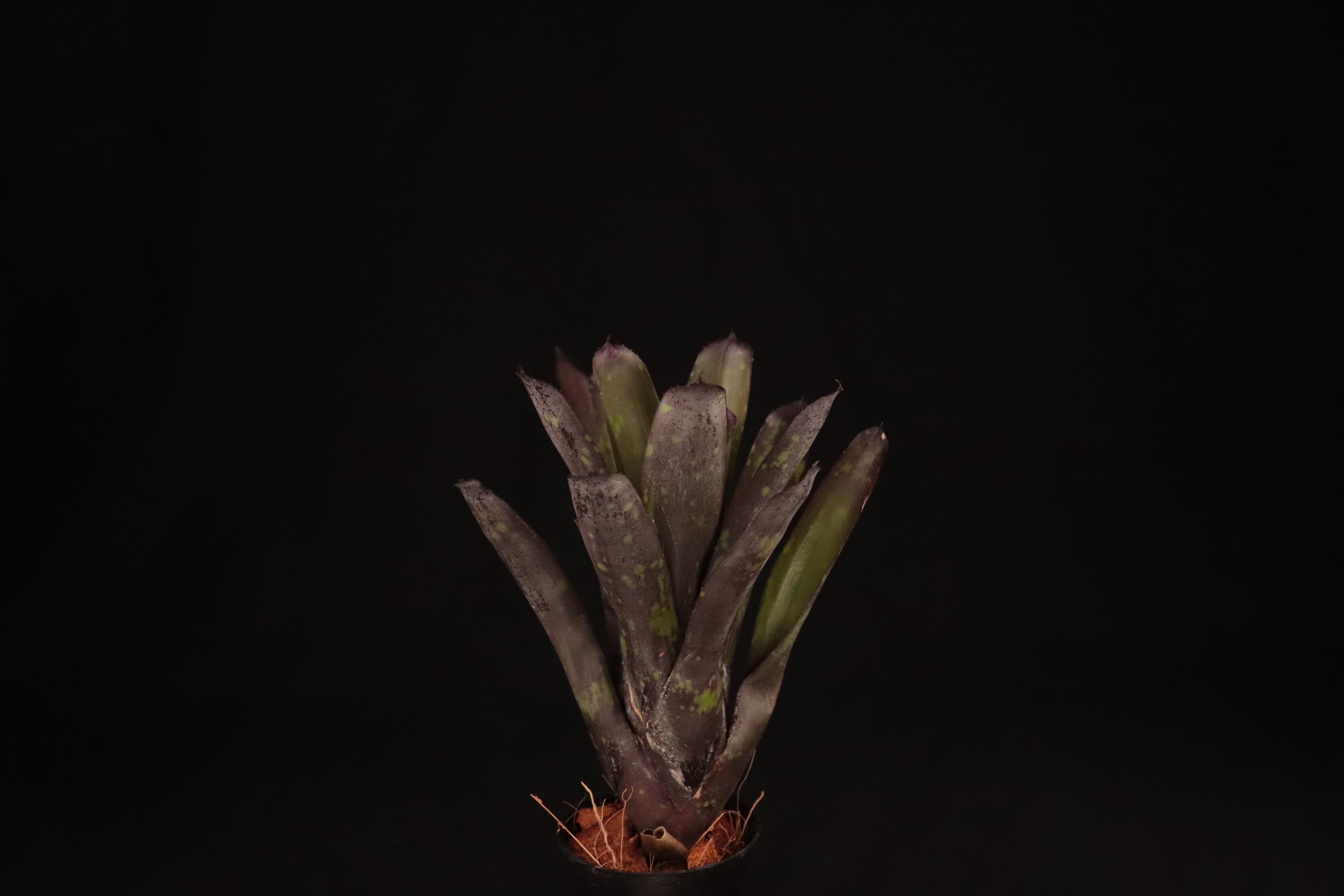 reserved】Neoregelia 'Nosferatu' (蕾確認済み)〔ネオレゲリア reserved】Neoregelia 'Nosferatu' (蕾確認済み)〔ネオレゲリア
