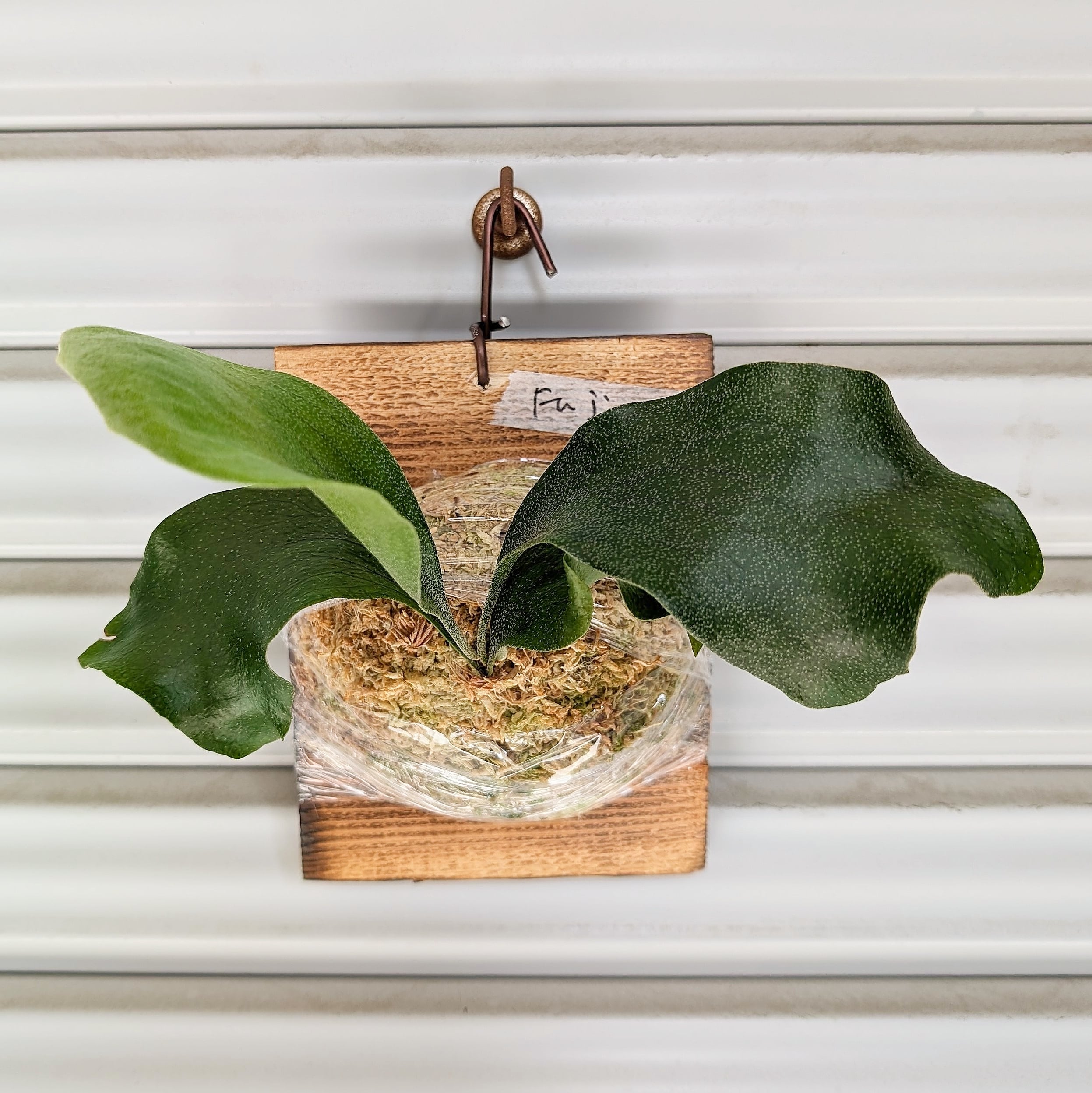 ビカクシダセット10種 月光爪哇、ベイチーワイルドvp#16など 【公式通販】