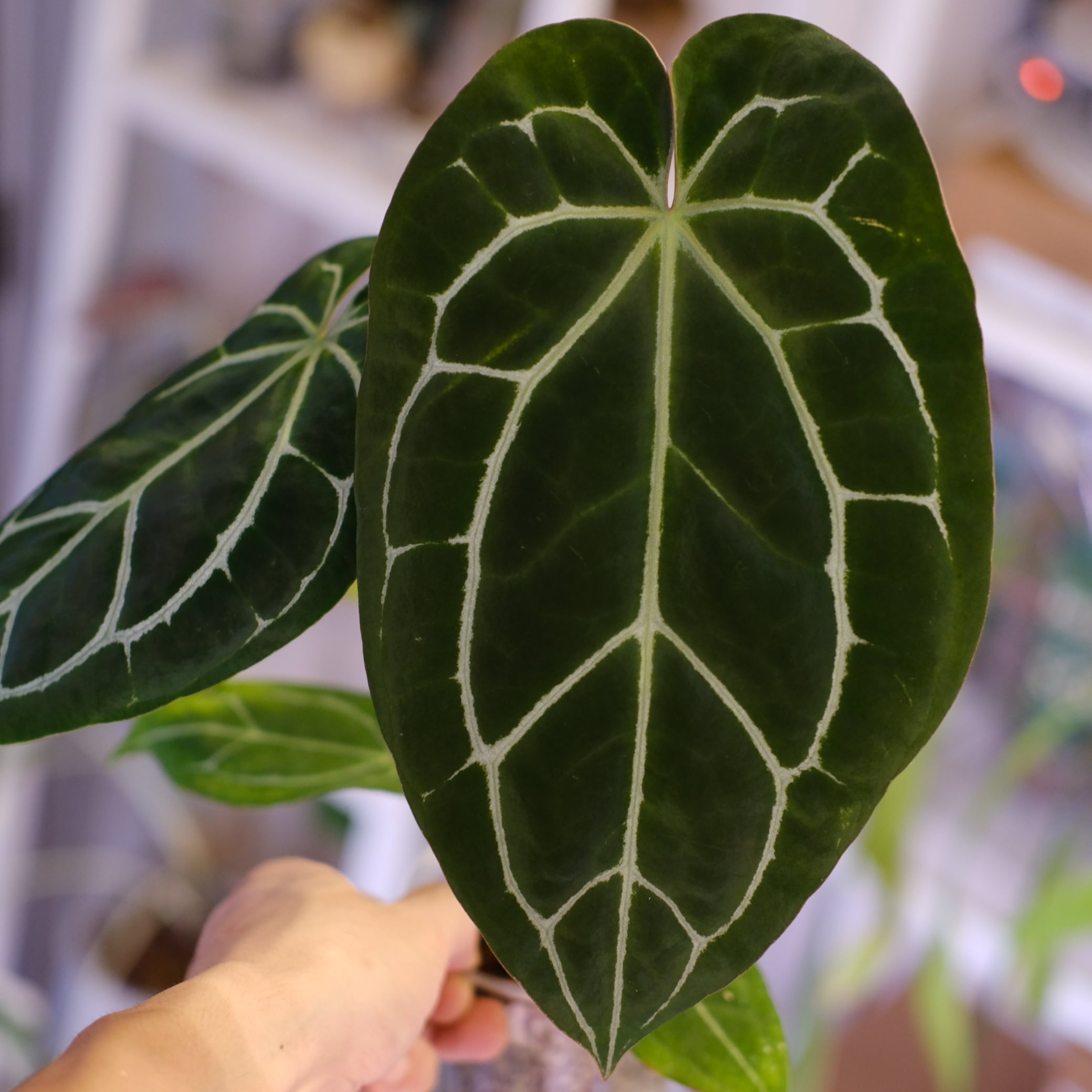 アンスリウム / Anthurium | tokyoplants (トーキョープランツ)｜希少