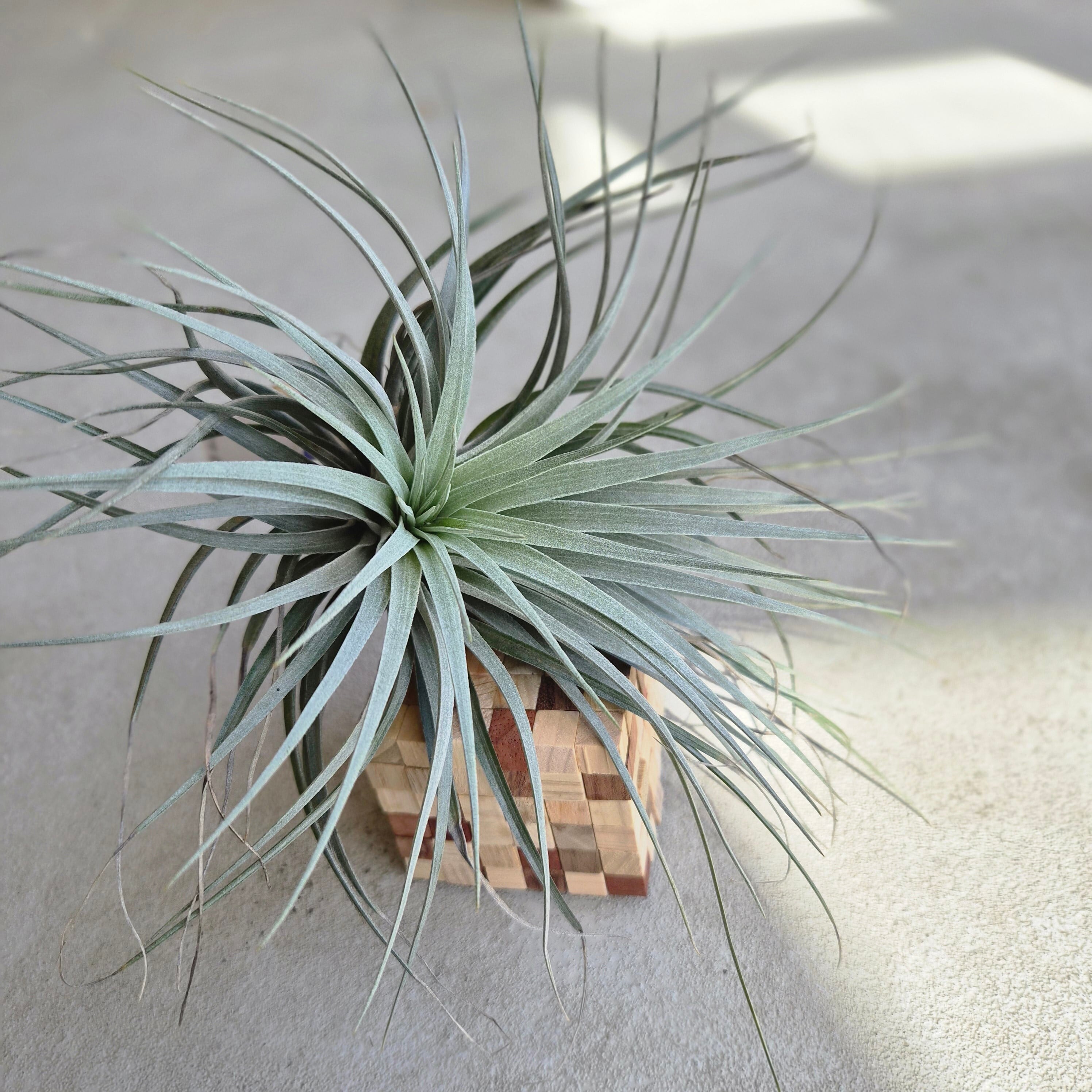 Tillandsia xerographica チランジア・キセログラフィカ | Plants Baka