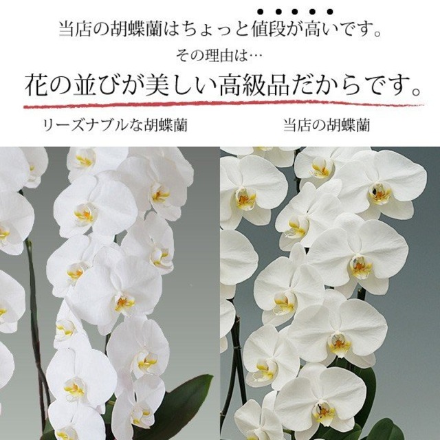 大輪胡蝶蘭 3本立ち 54輪以上 産地直送