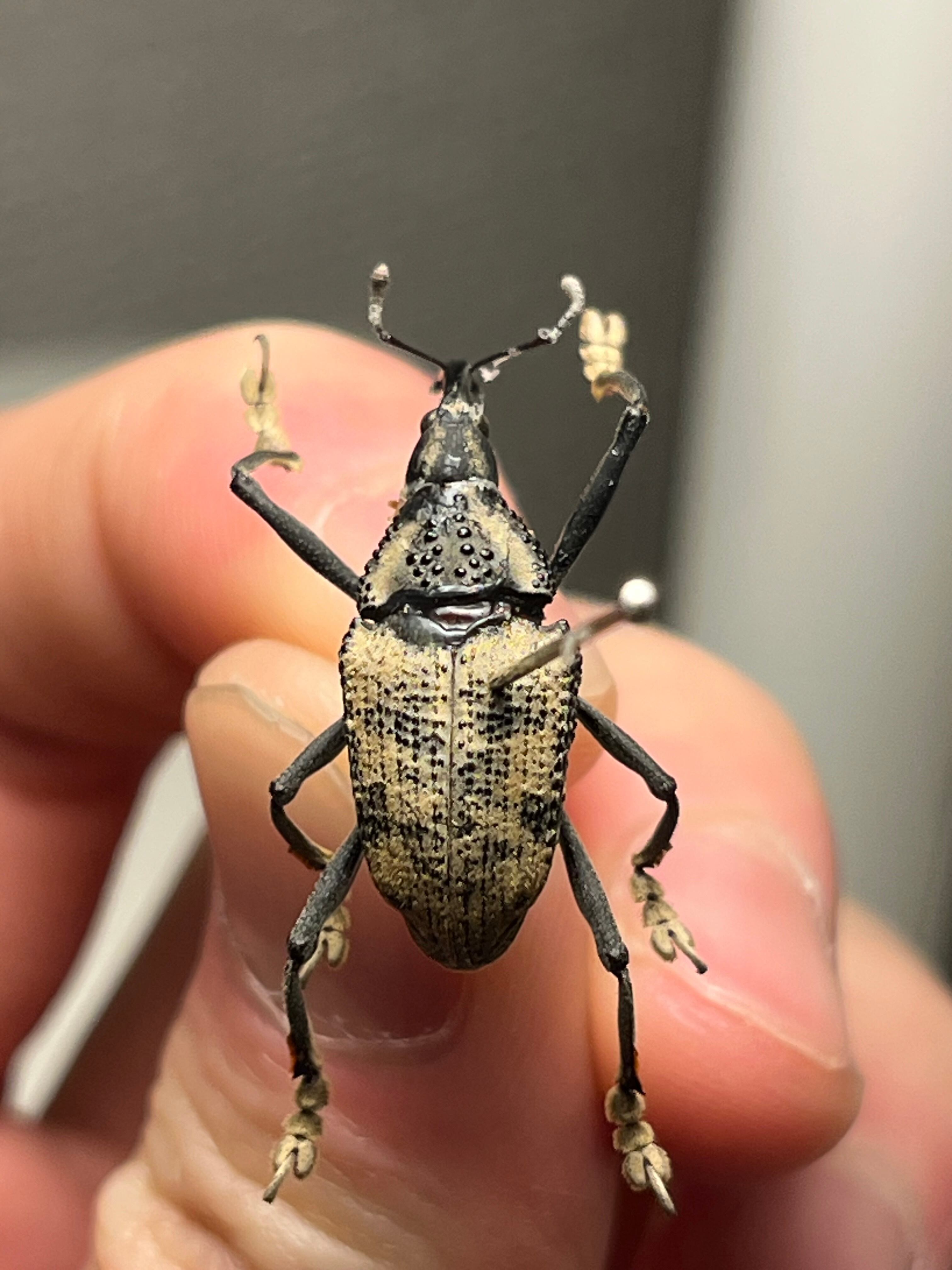 ブラジルのシギゾウムシ 標本カミキリ昆虫ゼリー標本甲虫フンチュウ