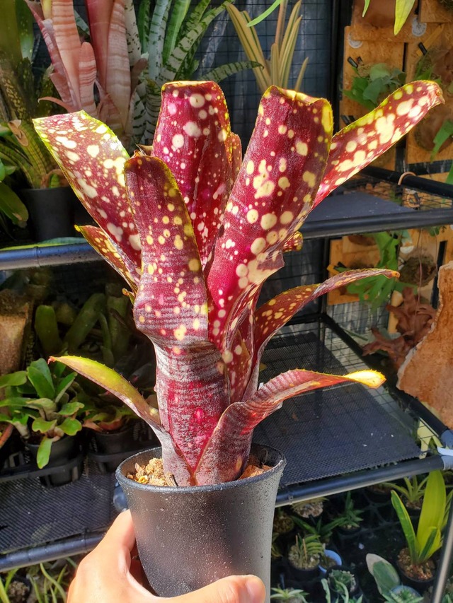 Billbergia Kolan dynasty【artPLANTs】 ビルベルギア/タンクブロメリア