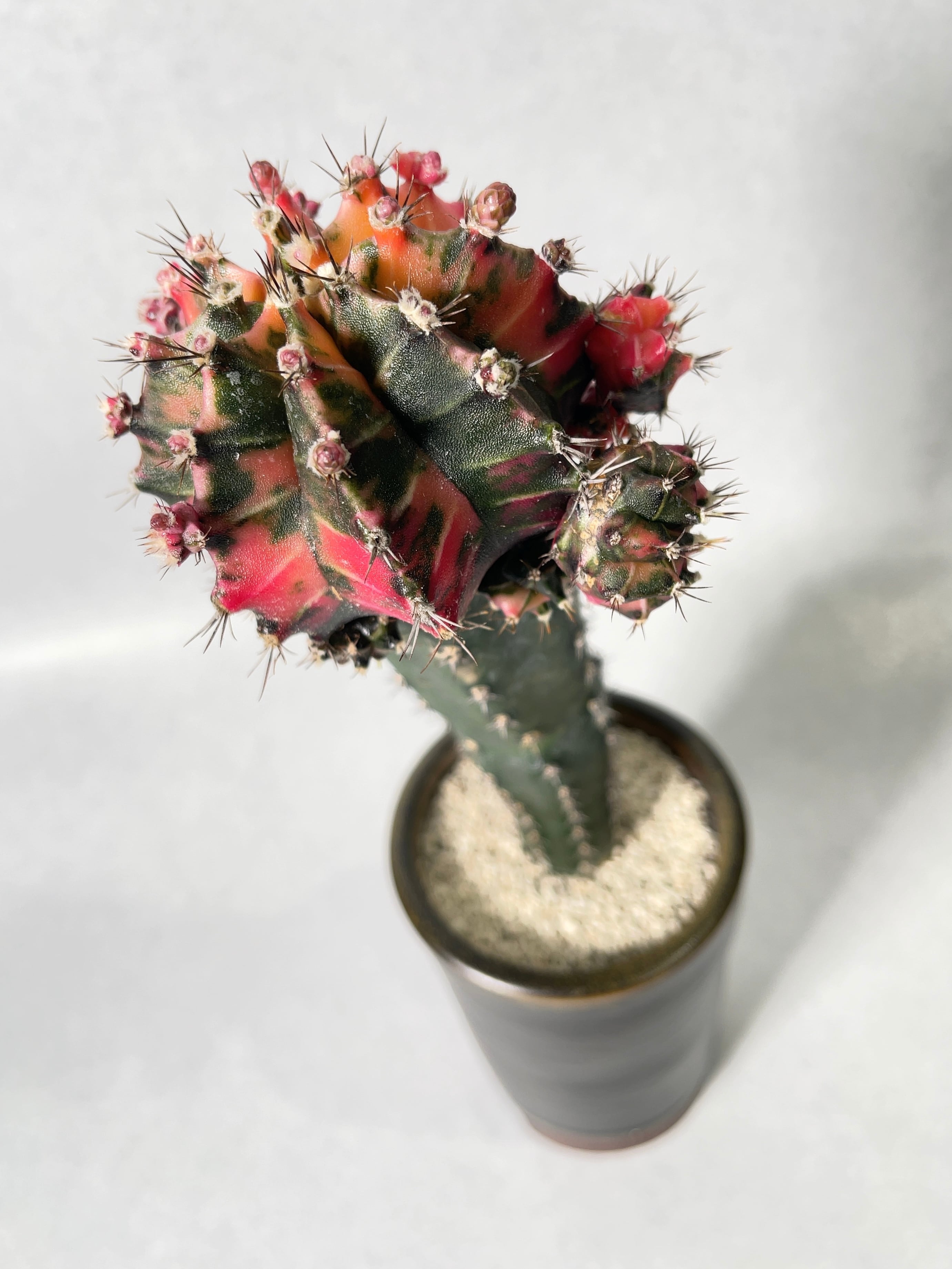 ギムノカリキウム・緋牡丹錦 | trigger