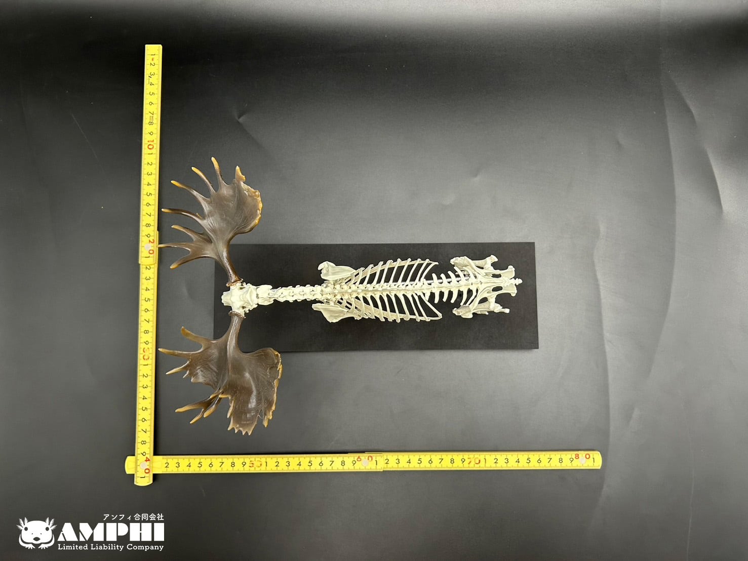 ヘラジカ 縮小全身骨格レプリカ 1/10スケール(Ver. 2)Elk ヘラジカ 縮小全身骨格レプリカ 1/10スケール(Ver. 2)Elk