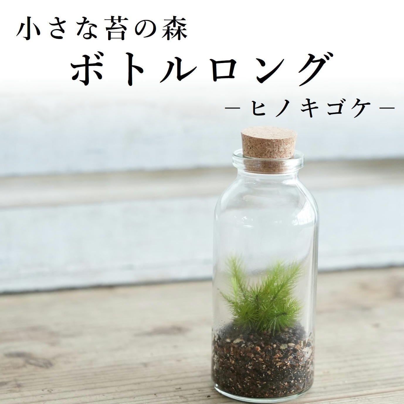 パキポディウム イノピナツム no.13〈発根済み〉 | Pay ID