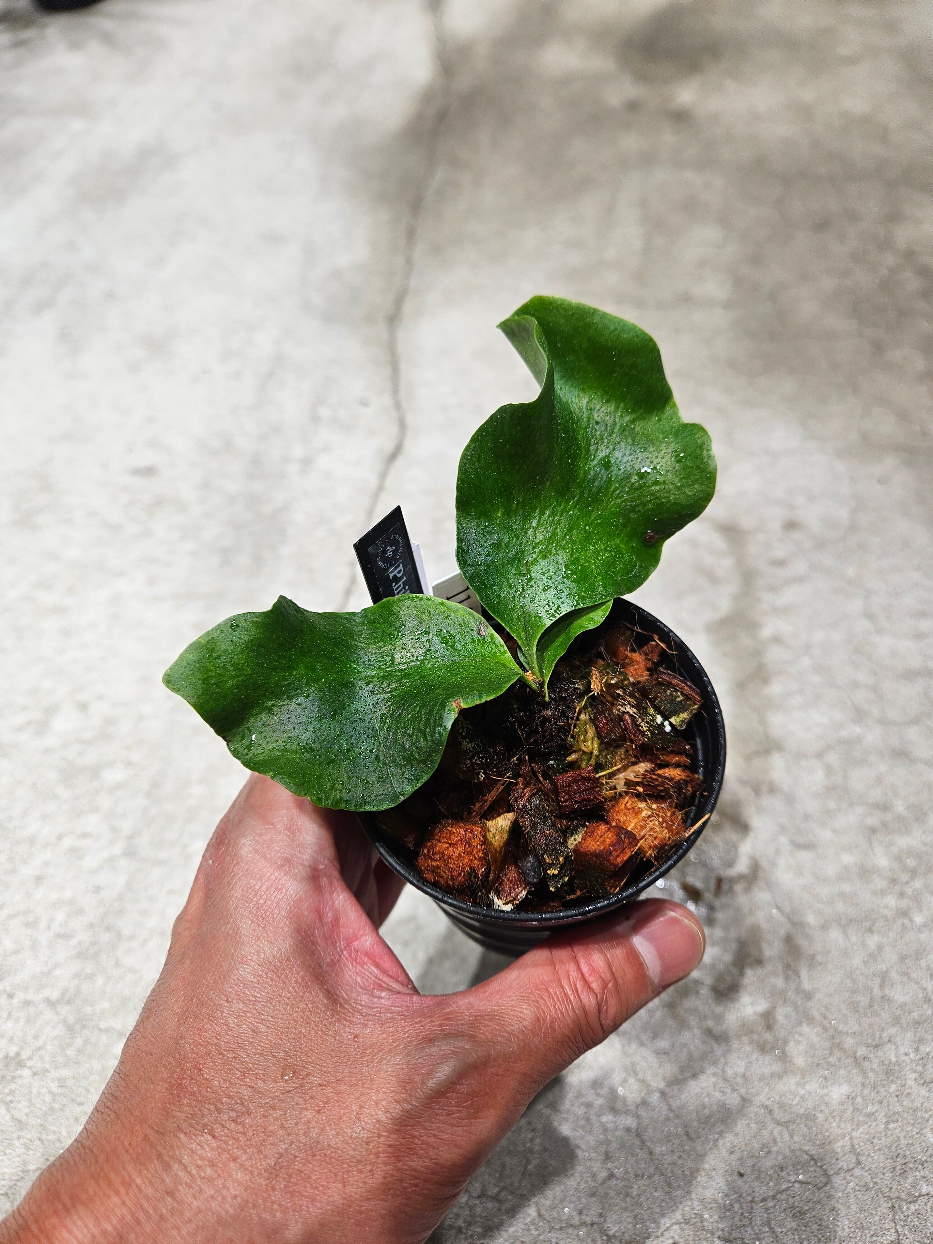 PLANTS | artPLANTs （アートプランツ）
