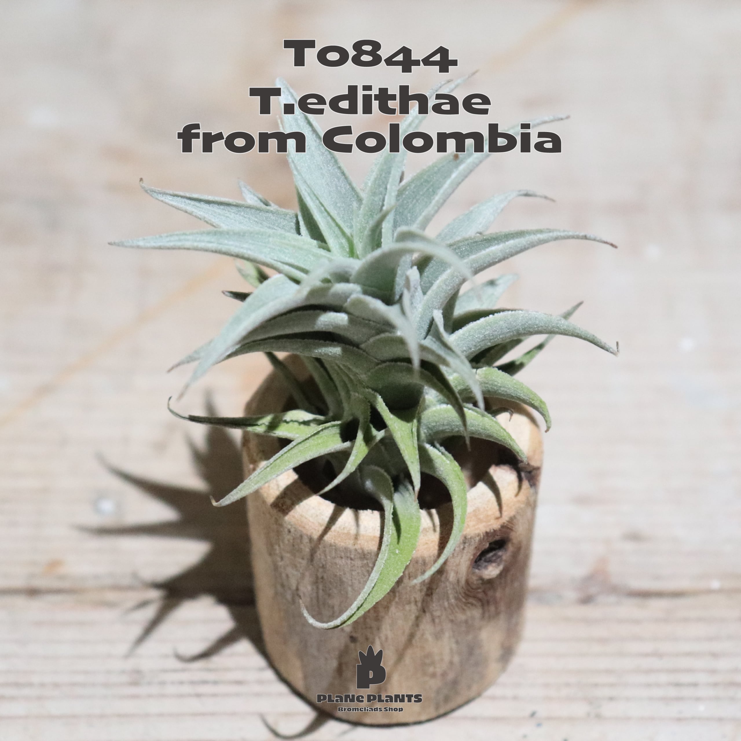 【送料無料】エディシアエ〔エアプランツ〕現品発送T0844