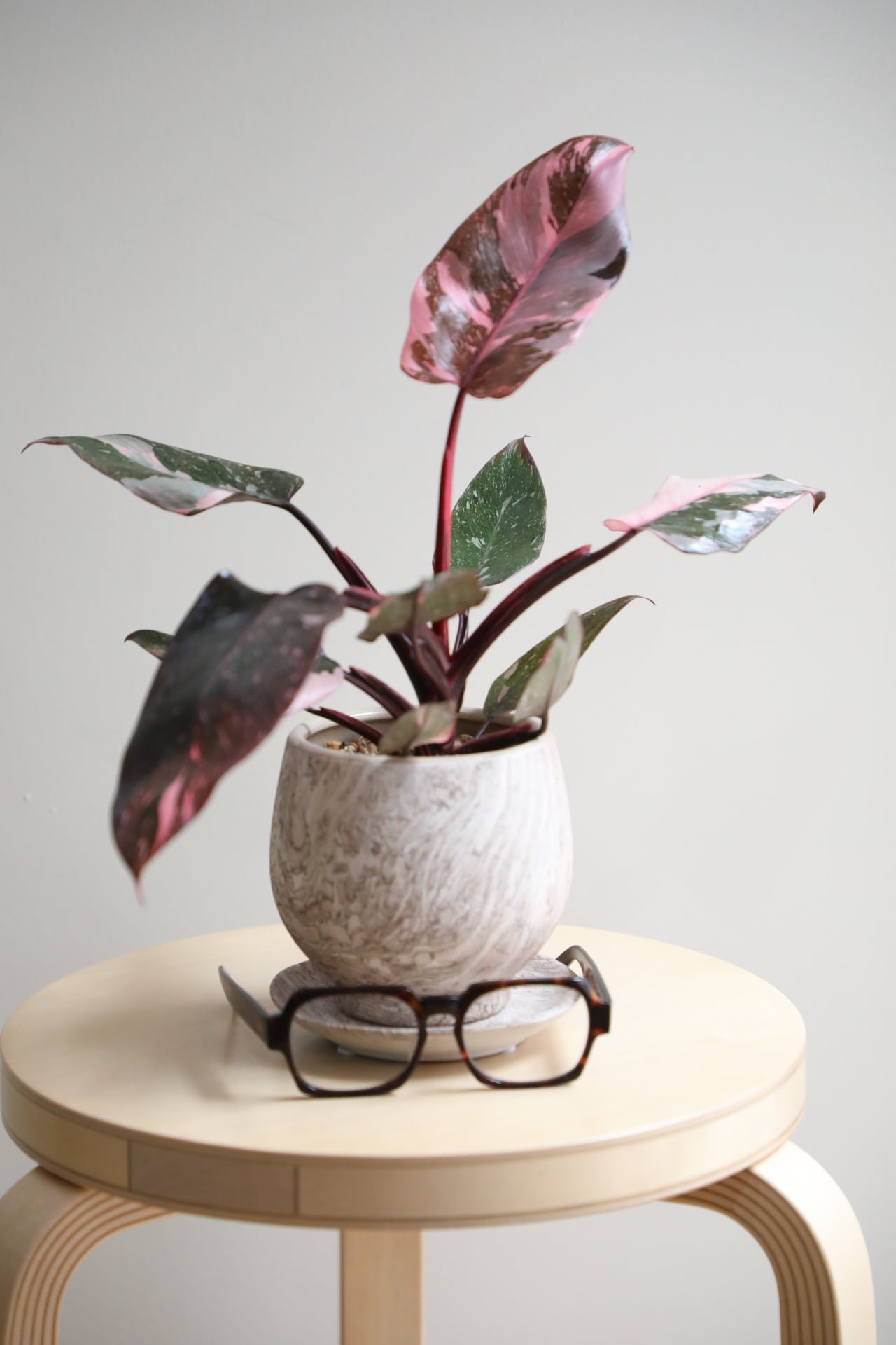M】フィロデンドロン ピンクプリンセス/Philodendron Pink Princess
