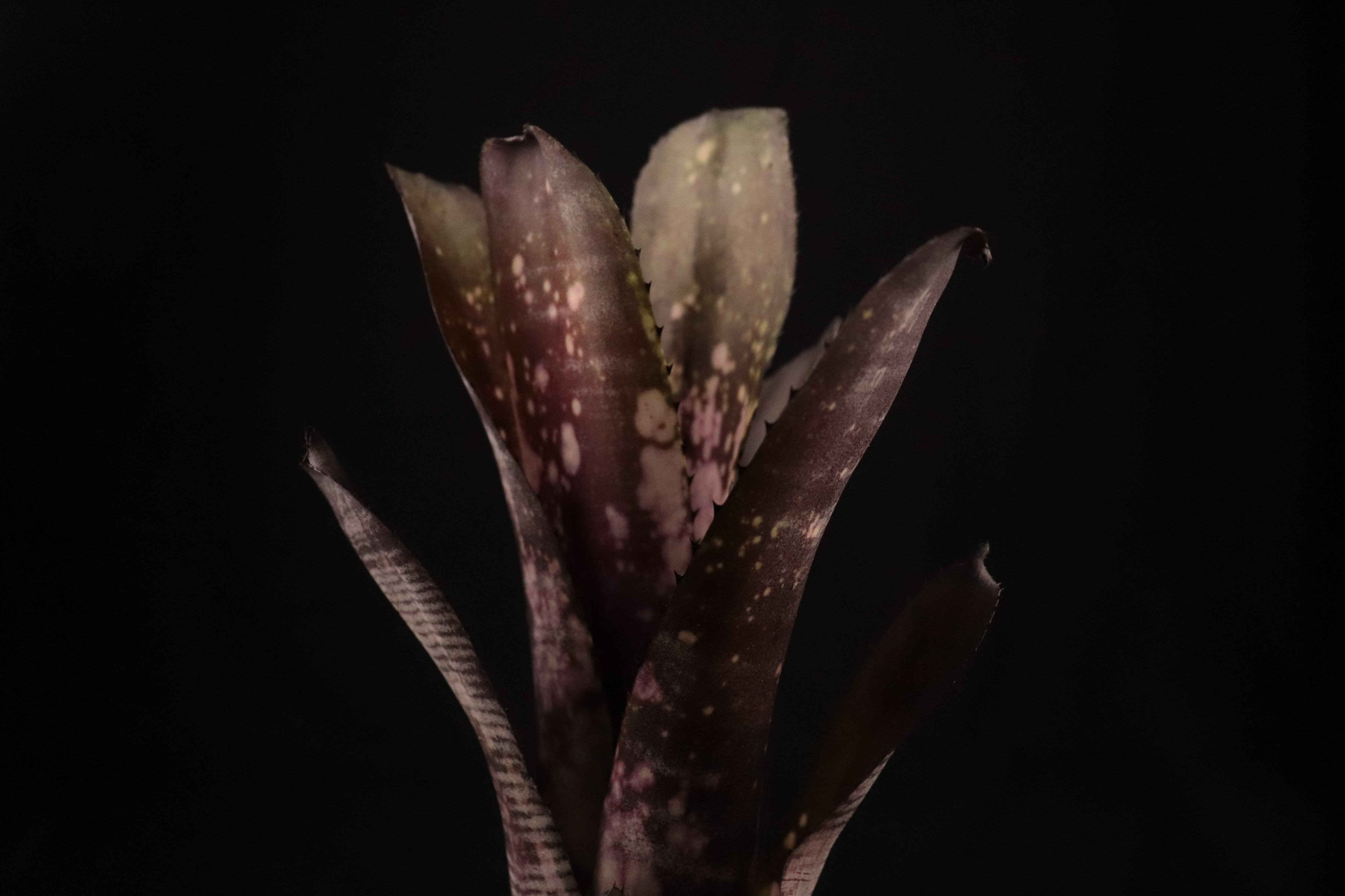 送料無料】Billbergia 'Mucho Mas'〔ビルベルギア〕現品発送B0165