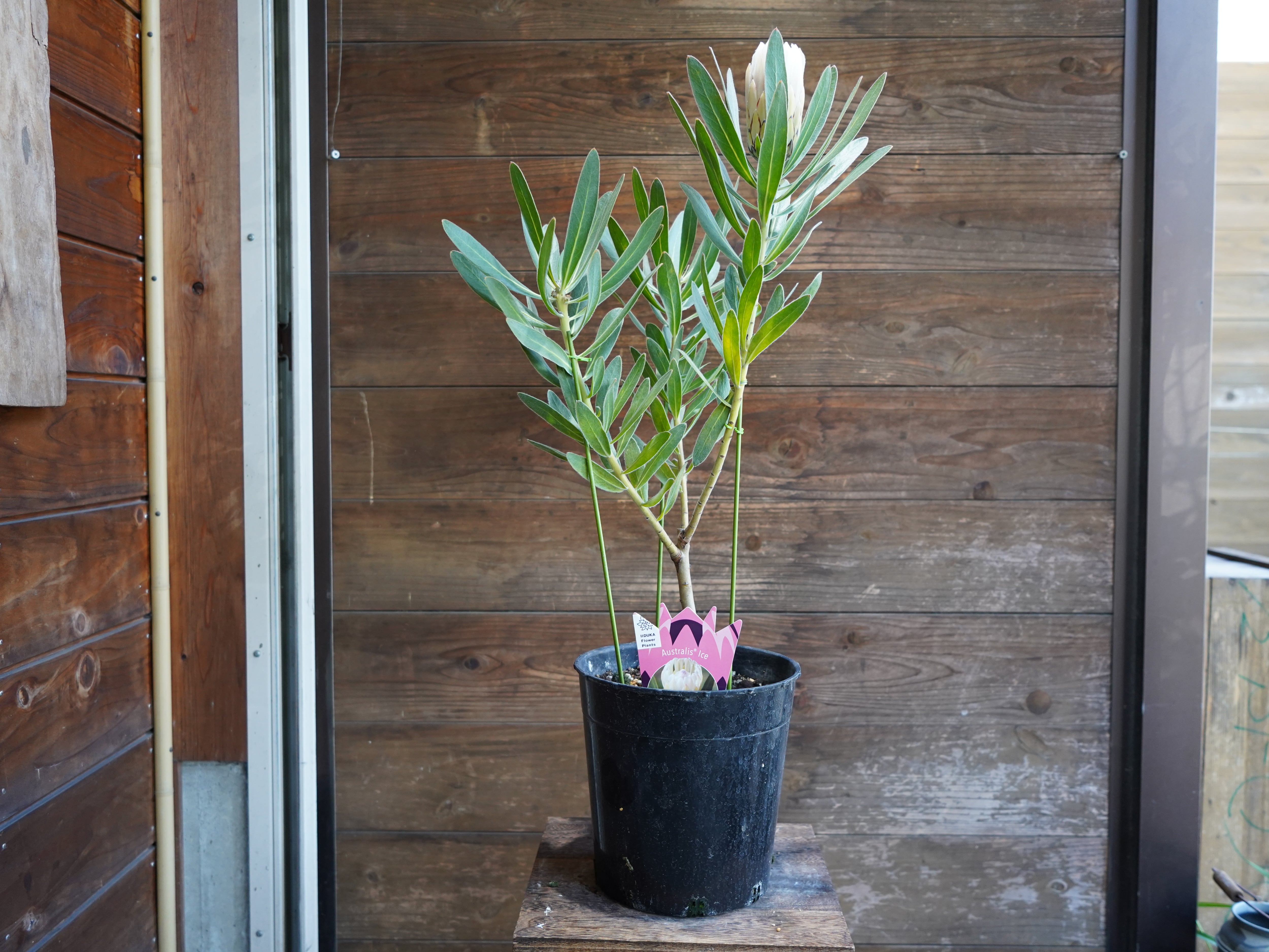 【現物】プロテア  "オーストラリスアイス"