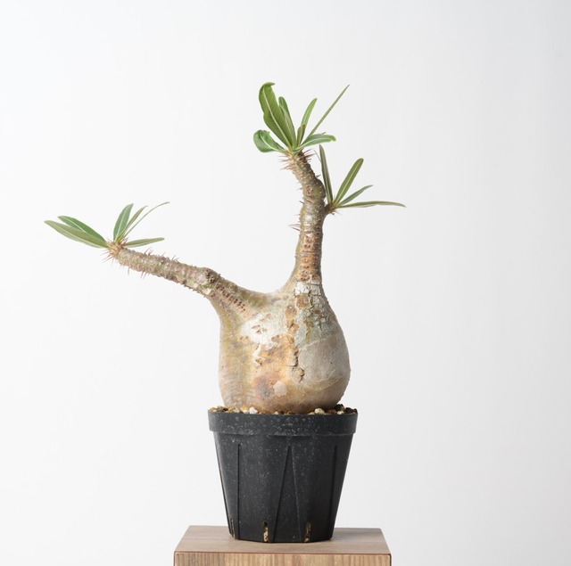 パキポディウム グラキリス no.7〈発根済み〉