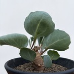 Othonna hederifolia【オトンナ・ヘデリフォリア・実生】