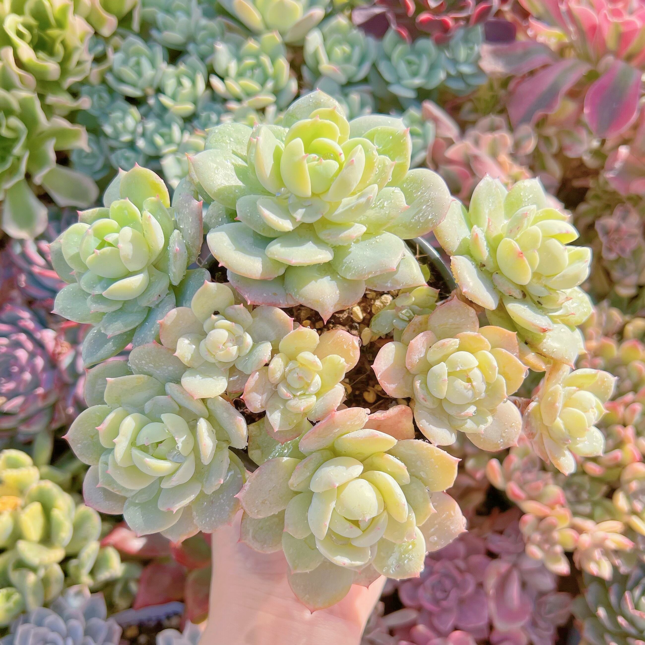 現品　冷香#288　大群生　るる農園