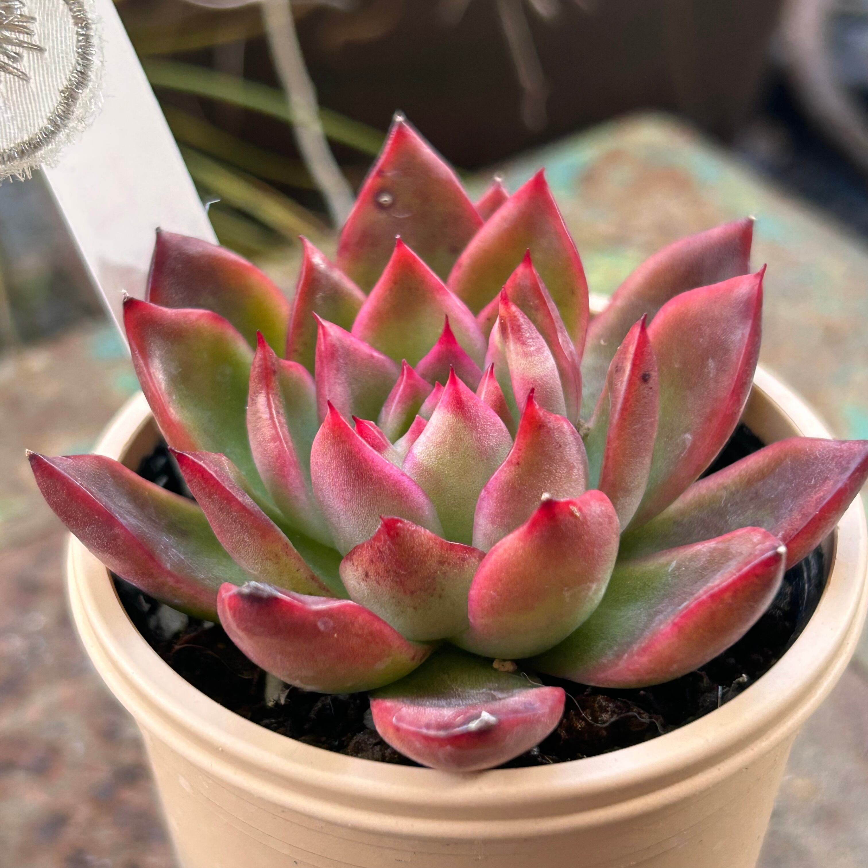 相府連 | RuPo 多肉植物専門店