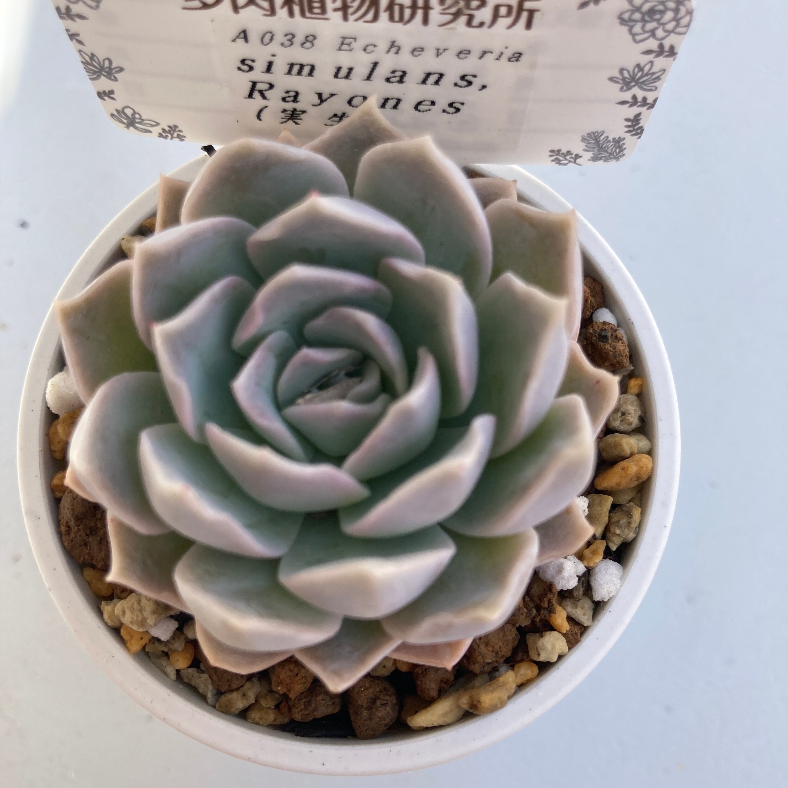 現物商品】ECHEVERIA simulans,Rayones 原種 実生苗 | 多肉植物研究所