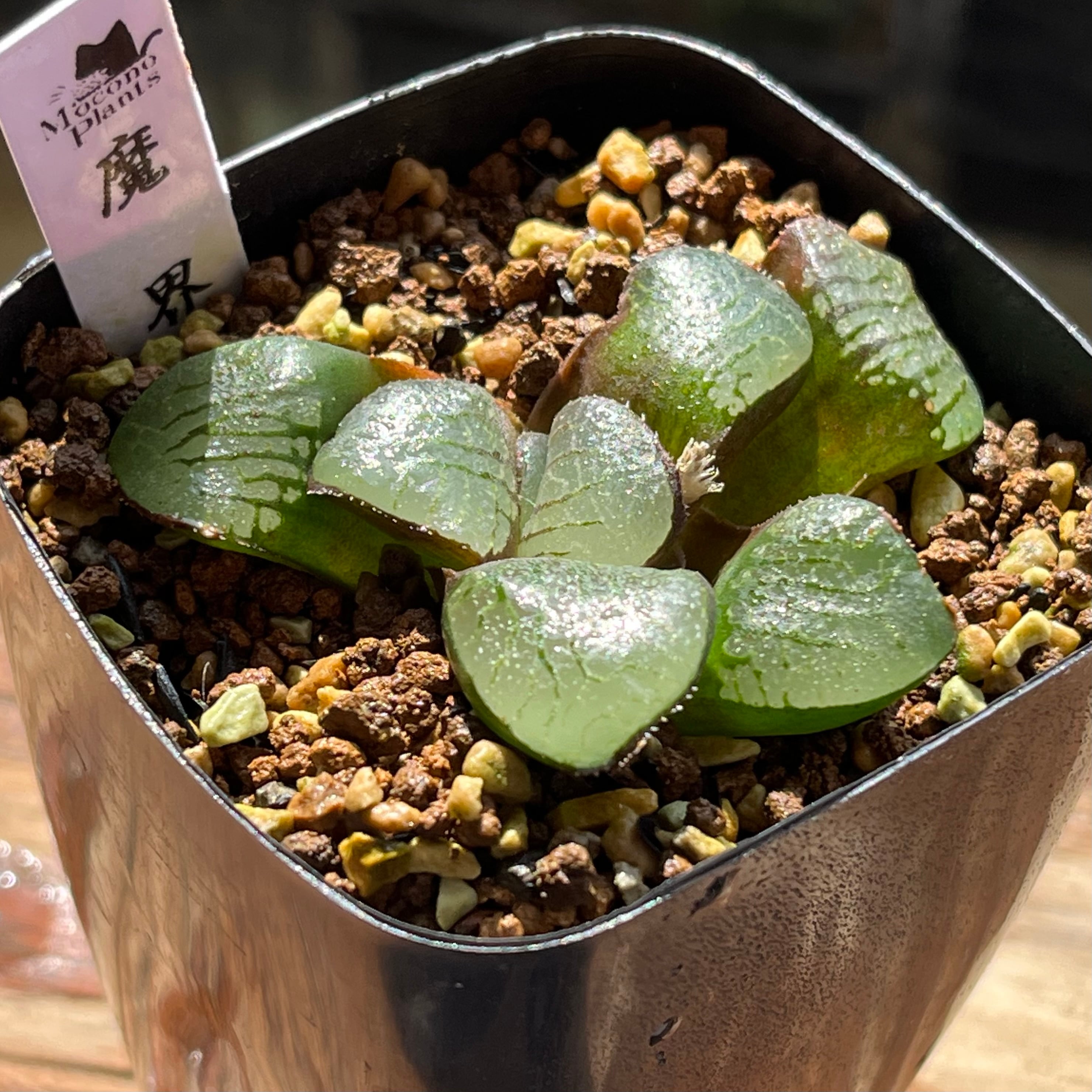 ハオルチア オブツーサ錦 竜珠 糊斑 | mocono_plants